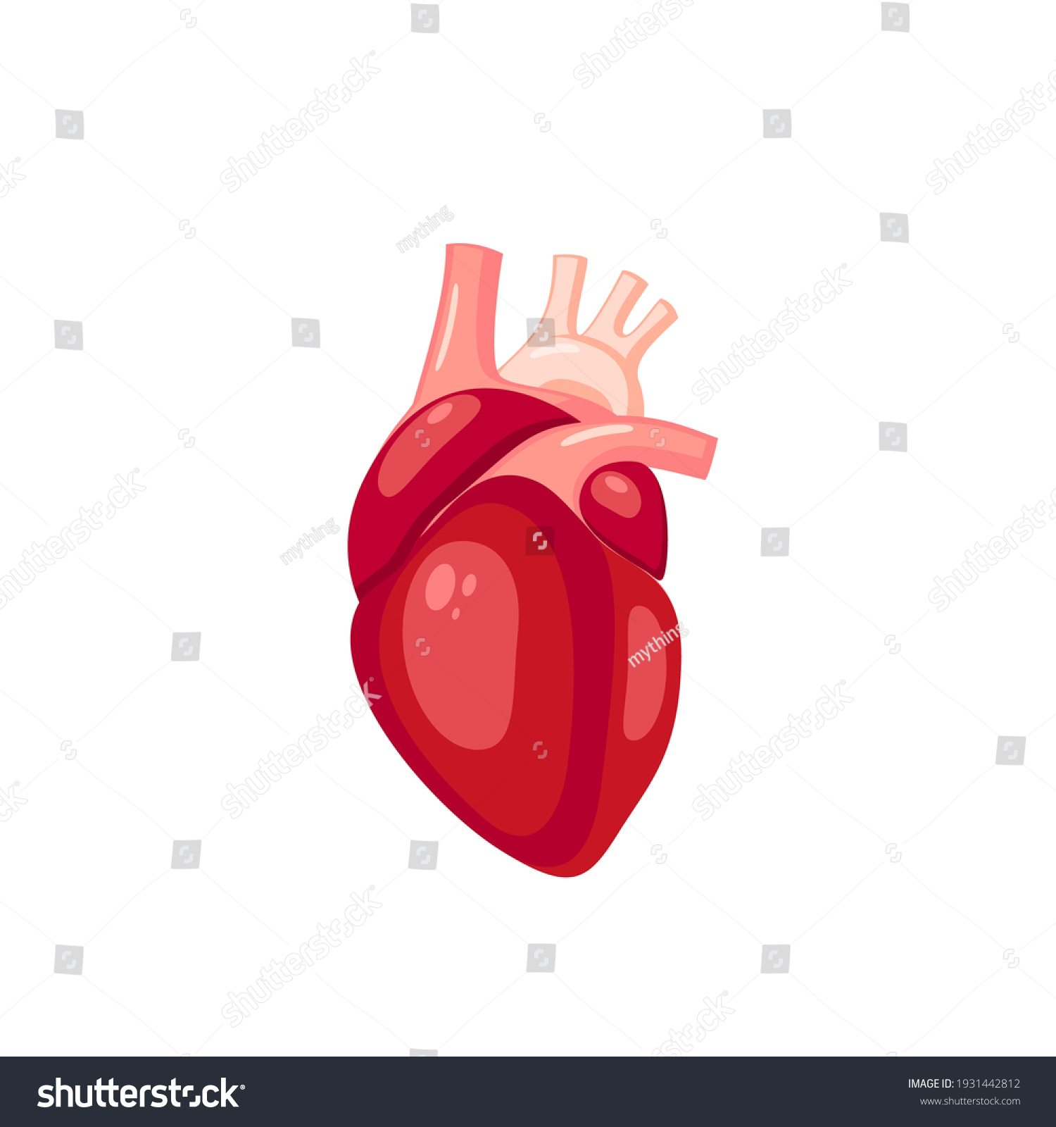 Human Heart Internal Organ Anatomy Vector Stock Vector (Royalty Free ...