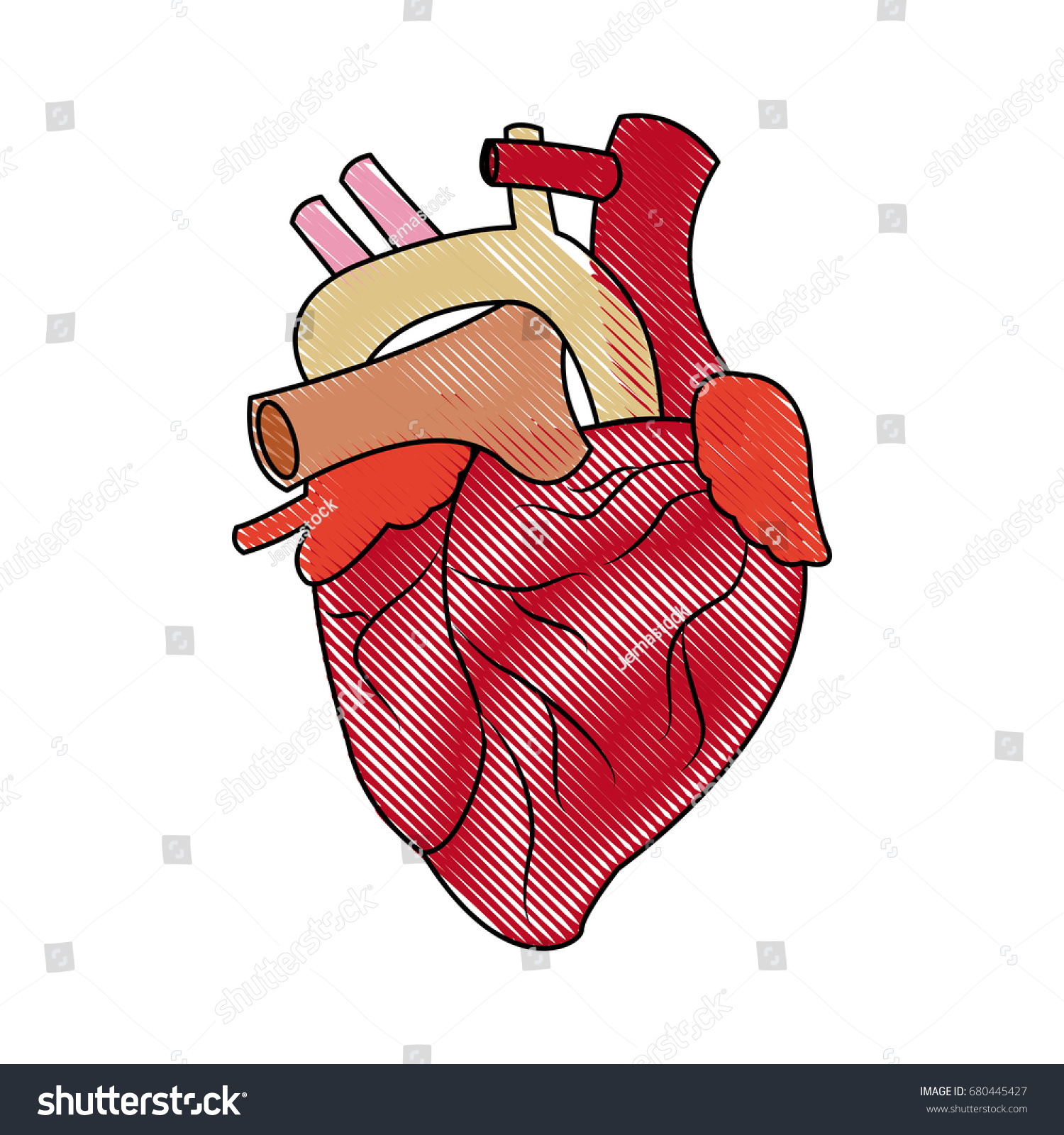 human-heart-medical-anatomical-artery-stock-vector-royalty-free