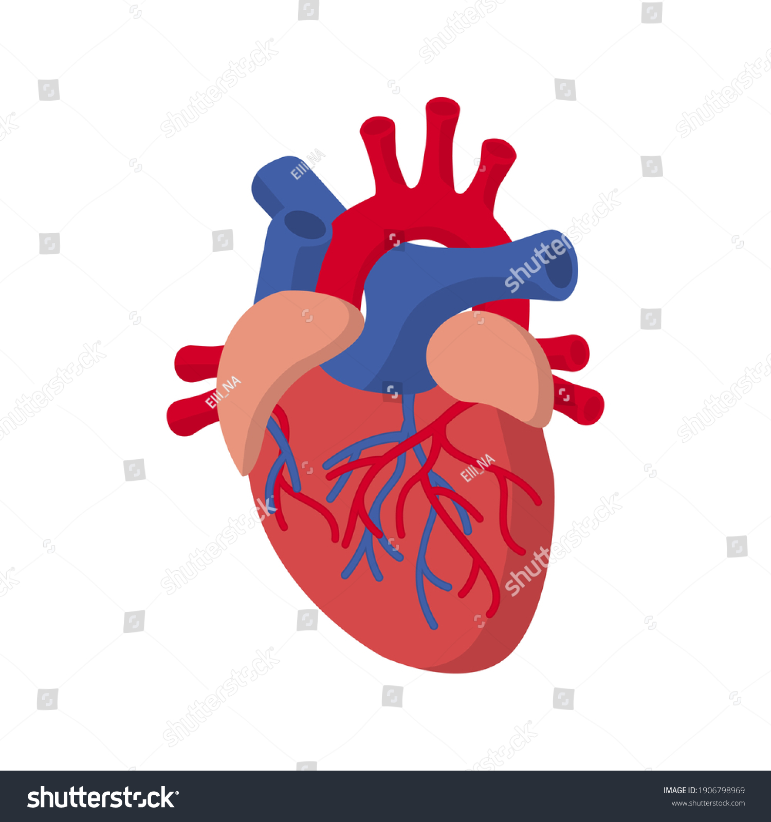 56,119 Heart muscles Images, Stock Photos & Vectors | Shutterstock