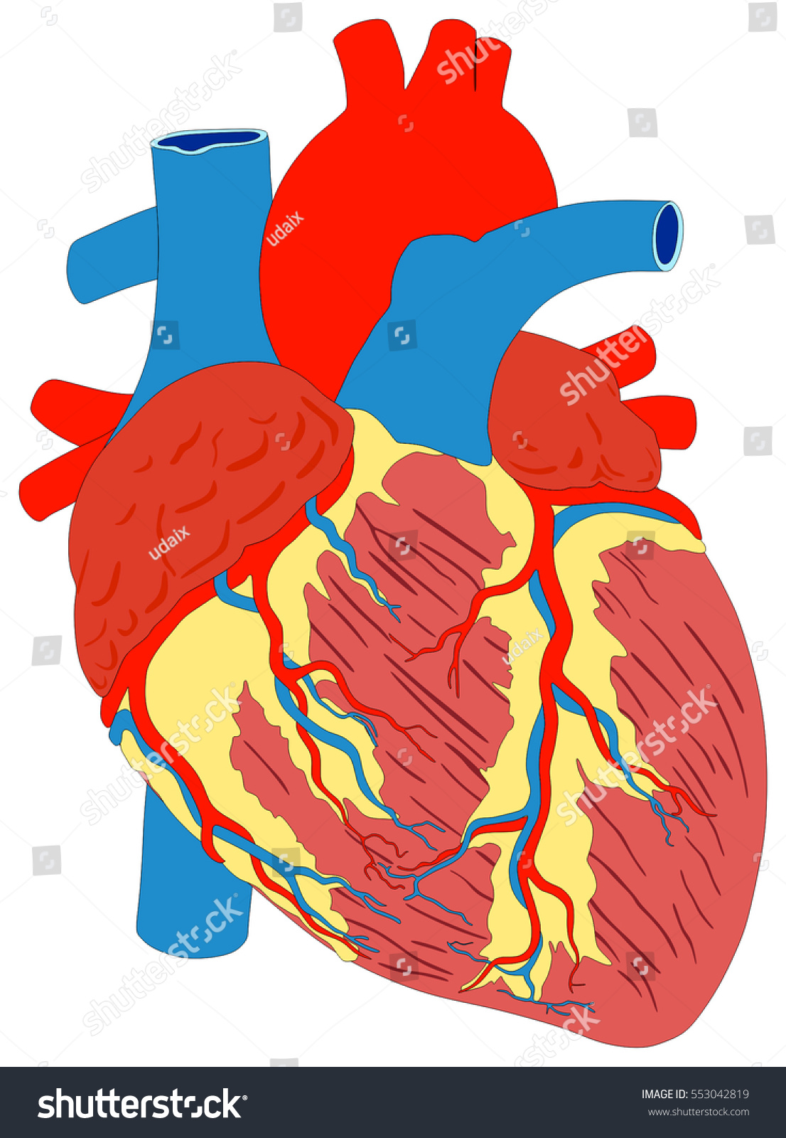 Human Heart Muscle Gross Anatomy Vector Stock Vector ...