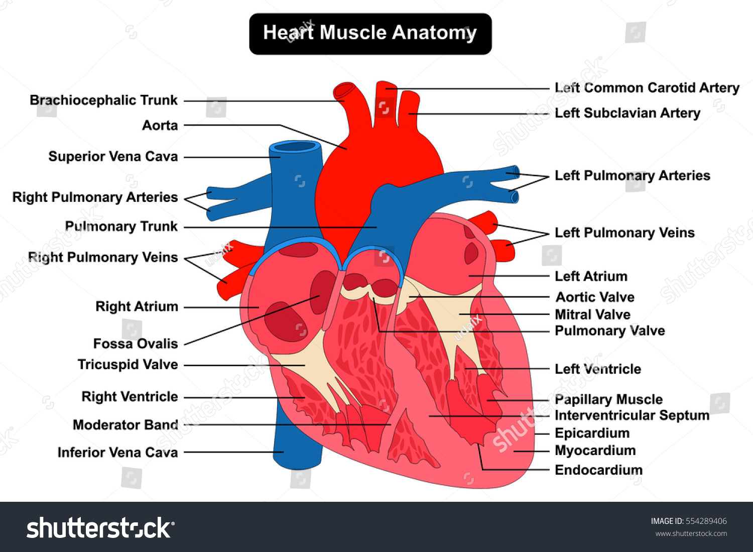 Human Heart Muscle Structure Anatomy Infographic Stock Vector