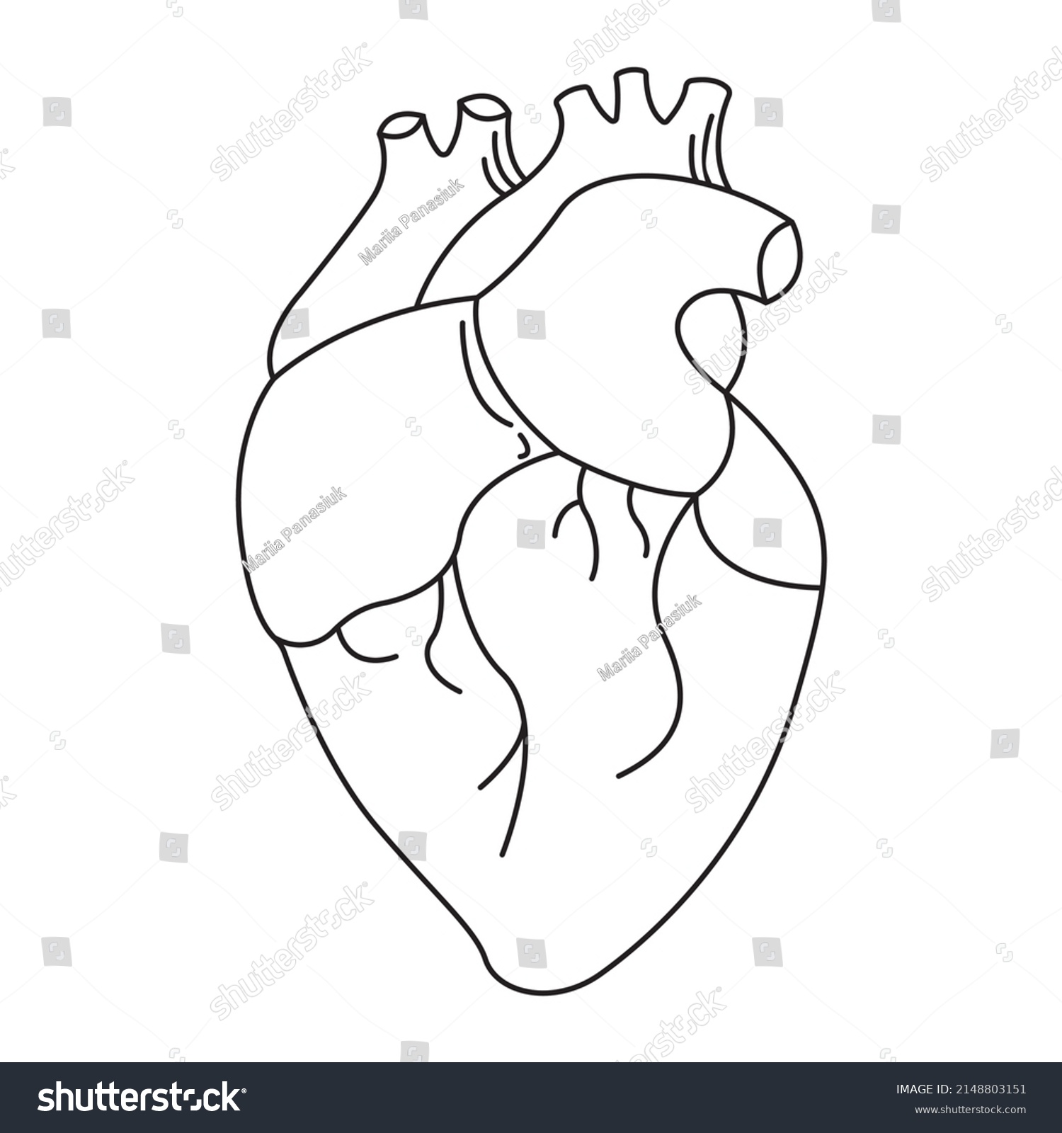 Human Heart Vector Illustration Isolated On Stock Vector (Royalty Free ...