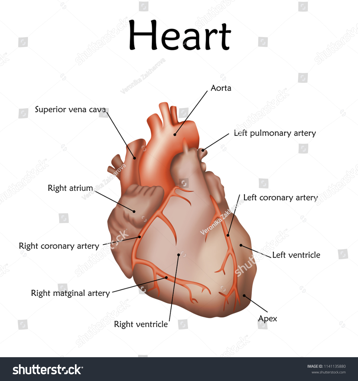 Human Heart Description Anatomy Realistic Vector Stock Vector Royalty