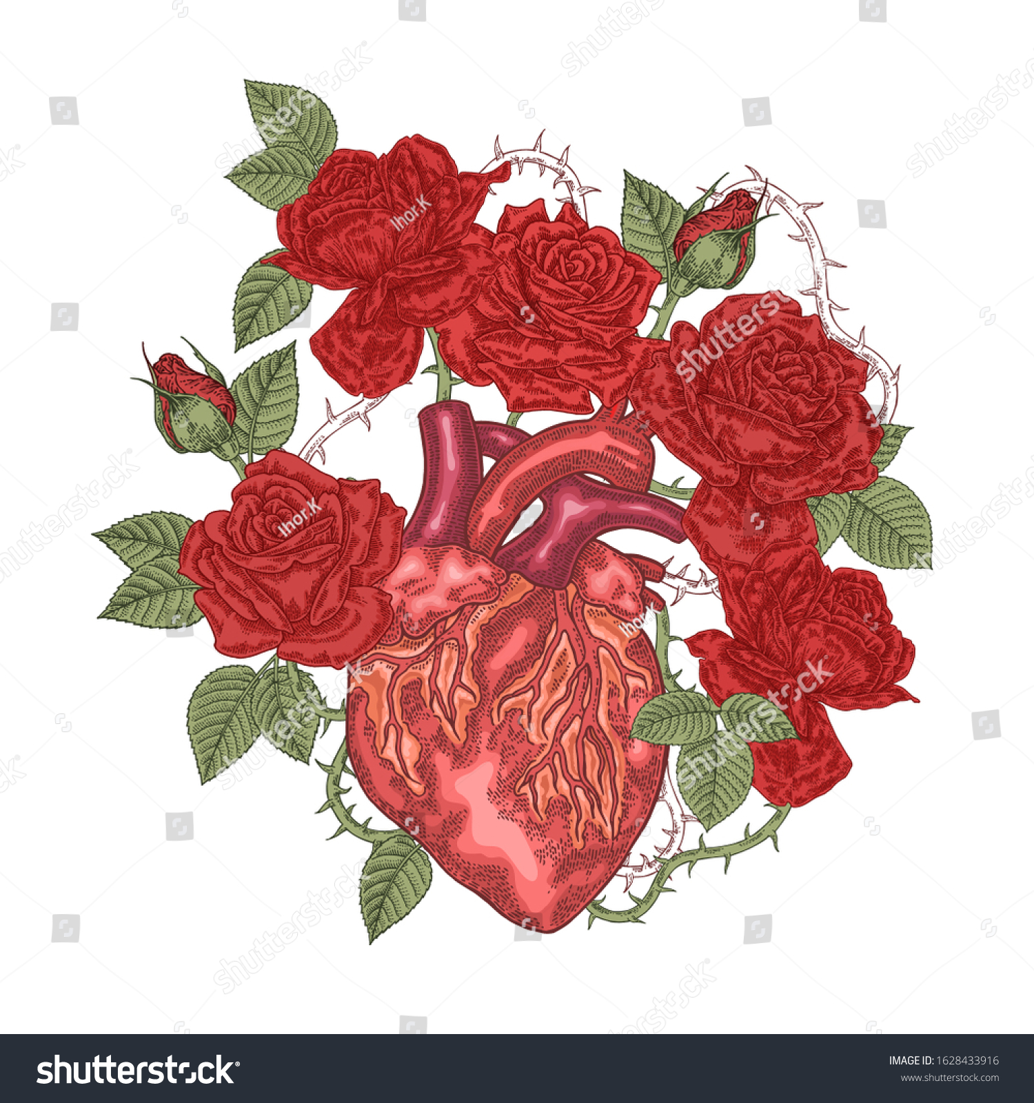 Human Heart Red Rose Flowers Vector Stock Vector (Royalty Free ...