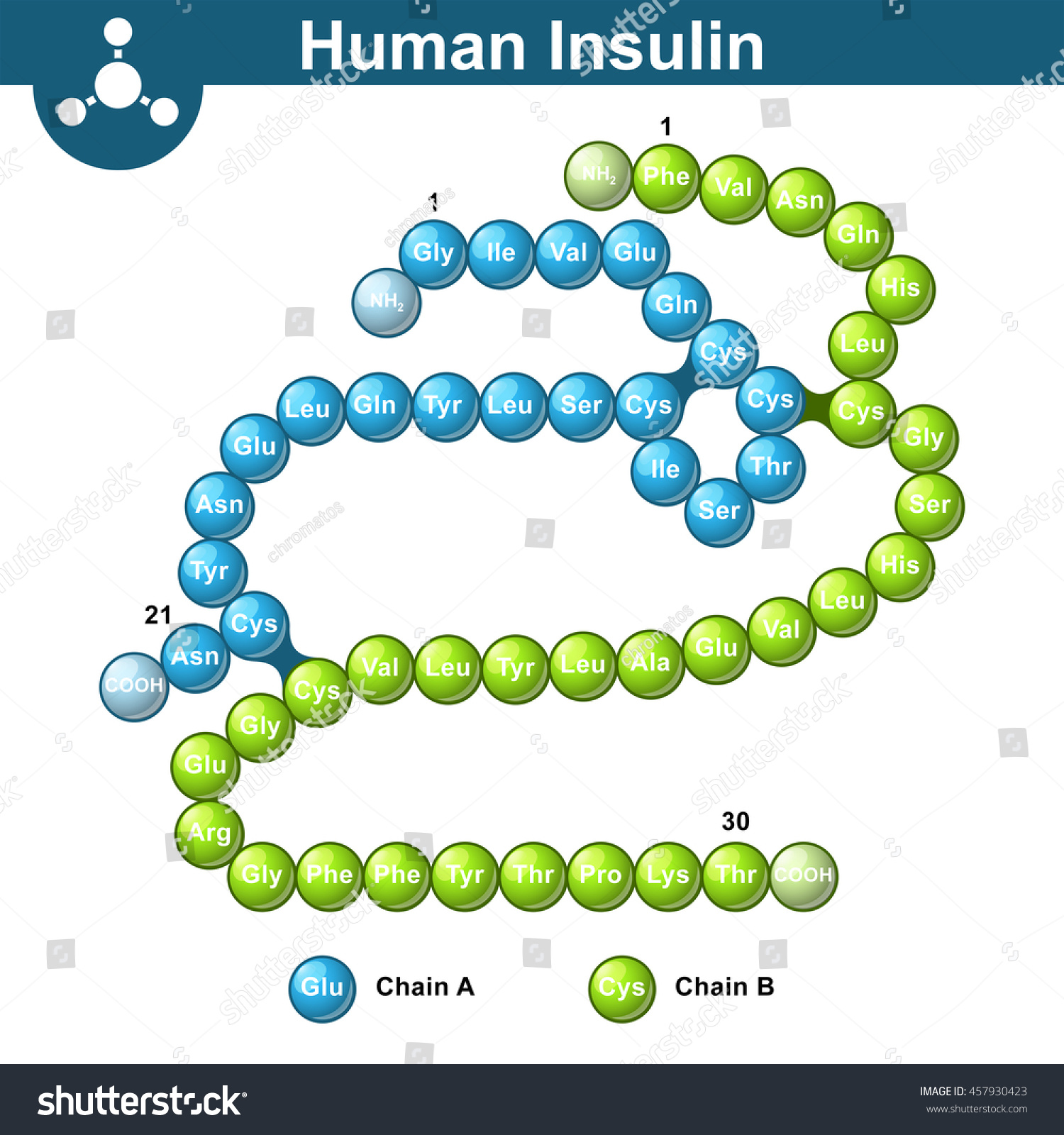 Human Insulin Hormone Molecule Two Peptide Stock Vector (Royalty Free ...