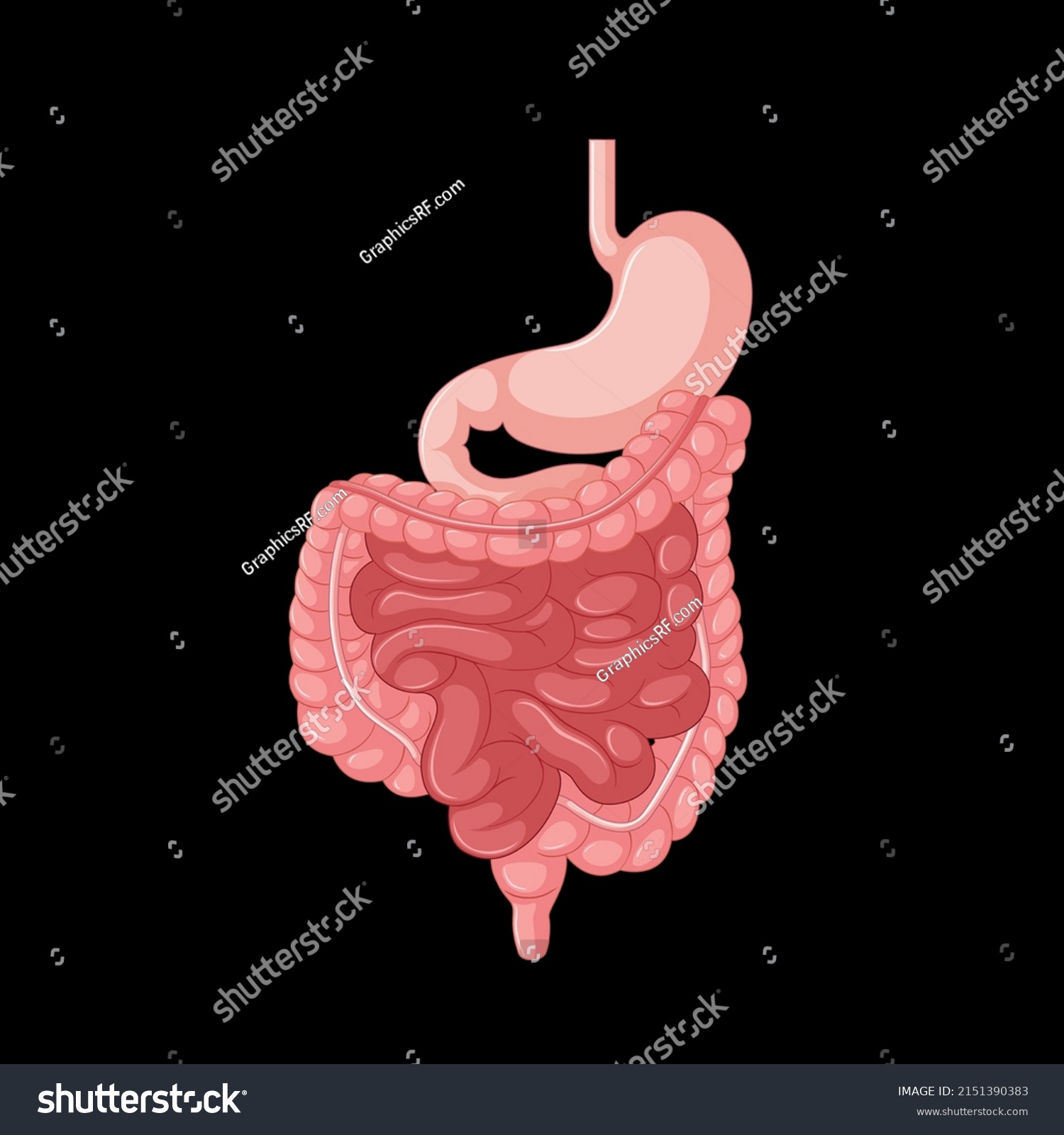 Human Internal Organ Intestine Illustration Stock Vector (Royalty Free ...