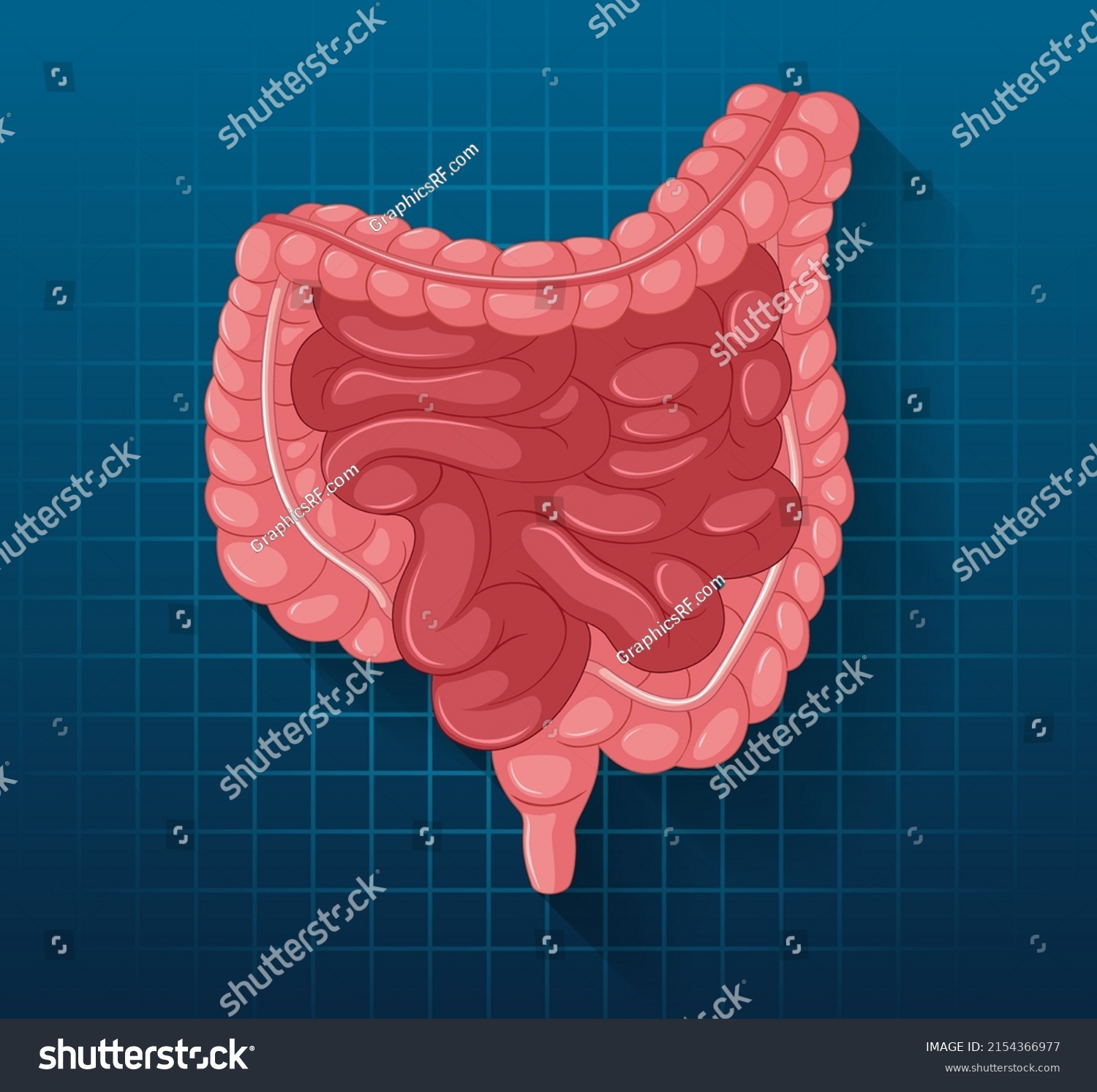 Human Internal Organ Intestine Illustration Stock Vector Royalty Free 2154366977 Shutterstock