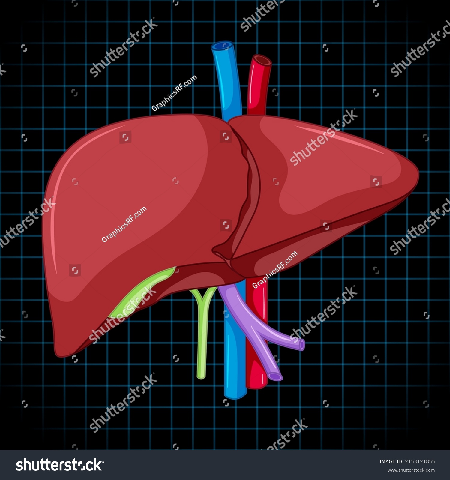 Human Internal Organ Liver Illustration Stock Vector Royalty Free Shutterstock