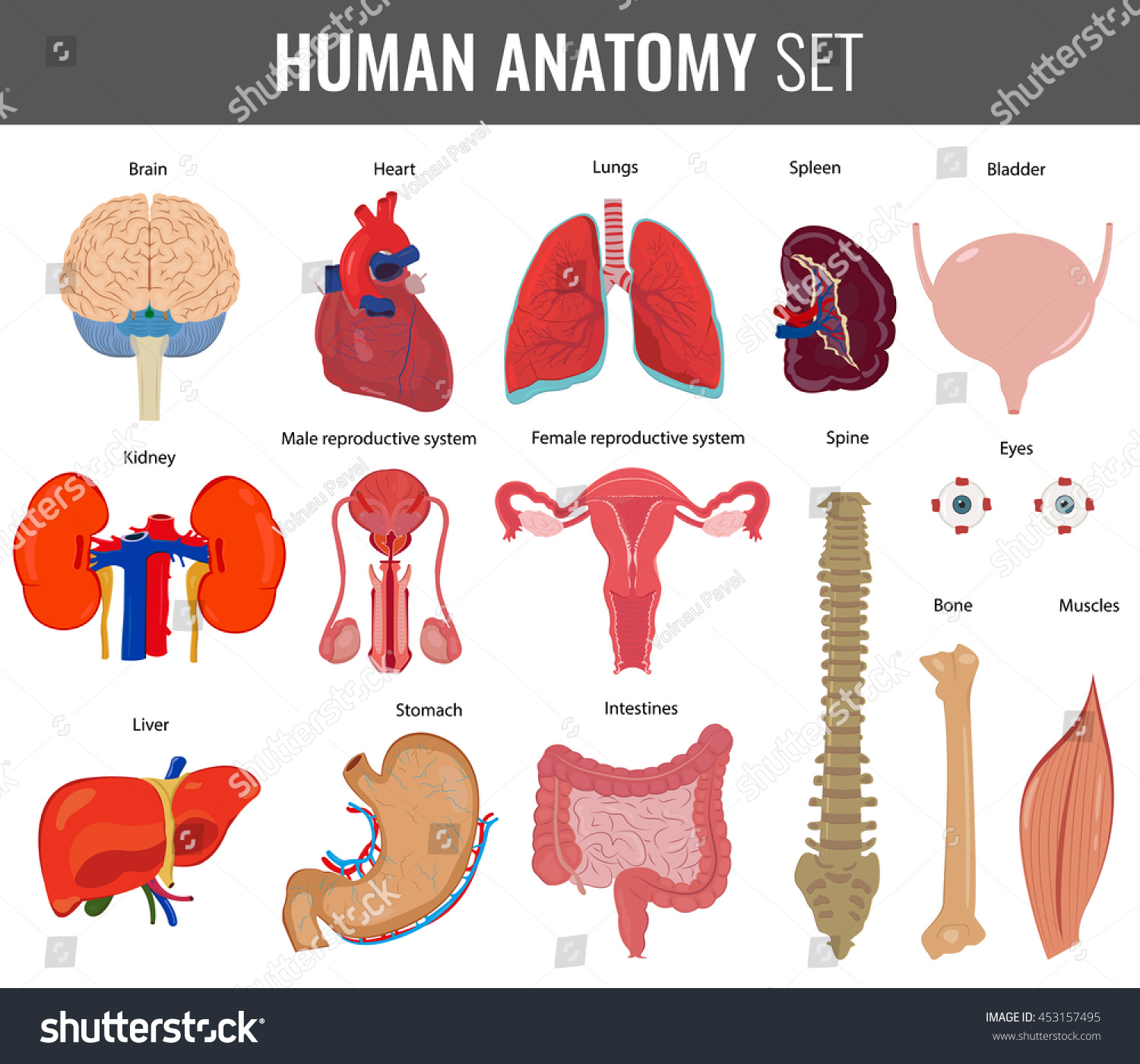 Human Internal Organs. Anatomy Set. Vector Icons - 453157495 : Shutterstock