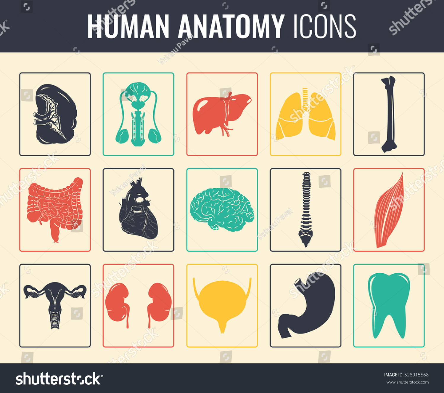 Vektor Stok Human Internal Organs Anatomy Set Vector Tanpa Royalti 528915568 Shutterstock