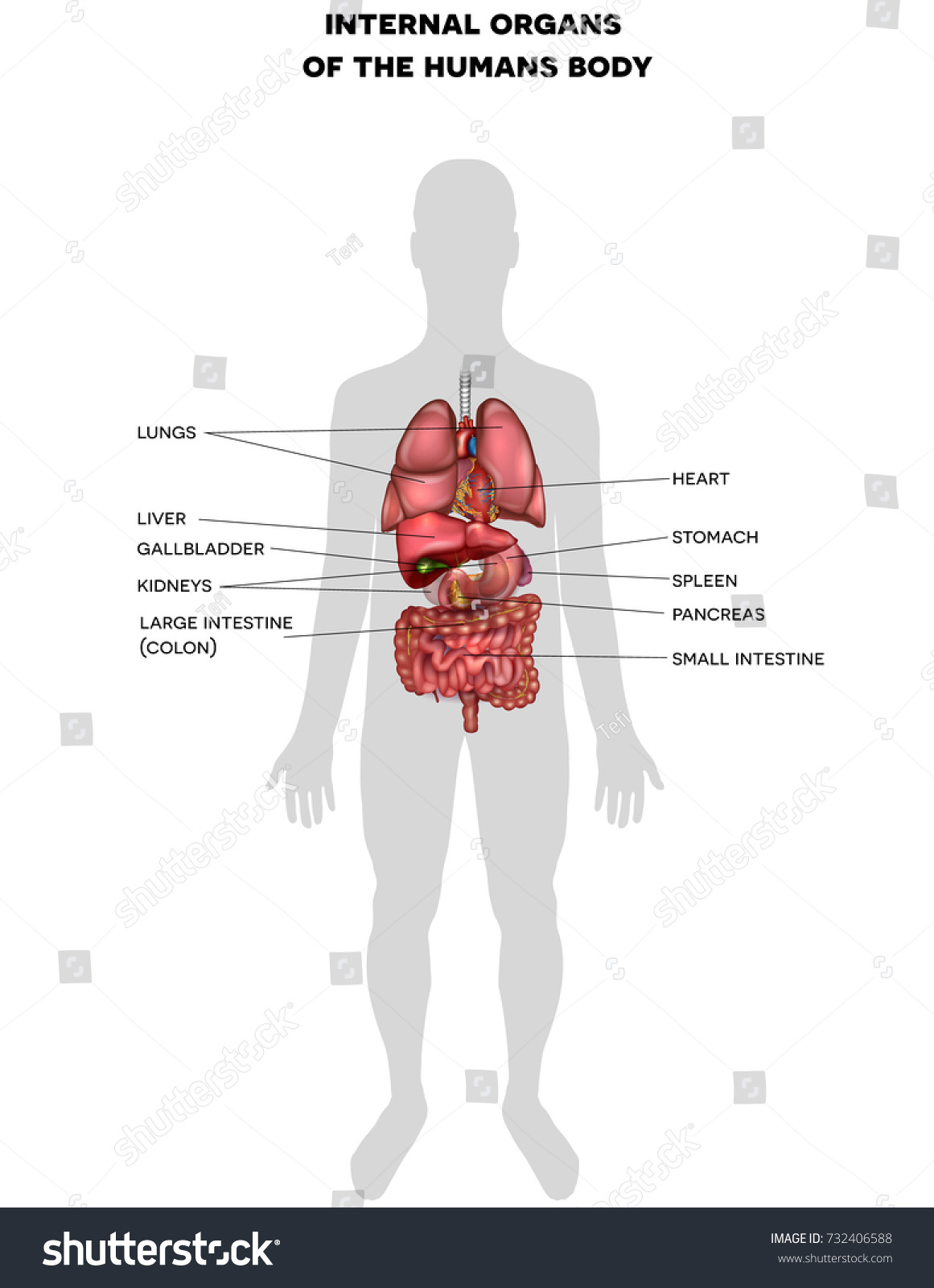 Human Internal Organs 3d Illustration Anatomy Stock Vector (Royalty ...