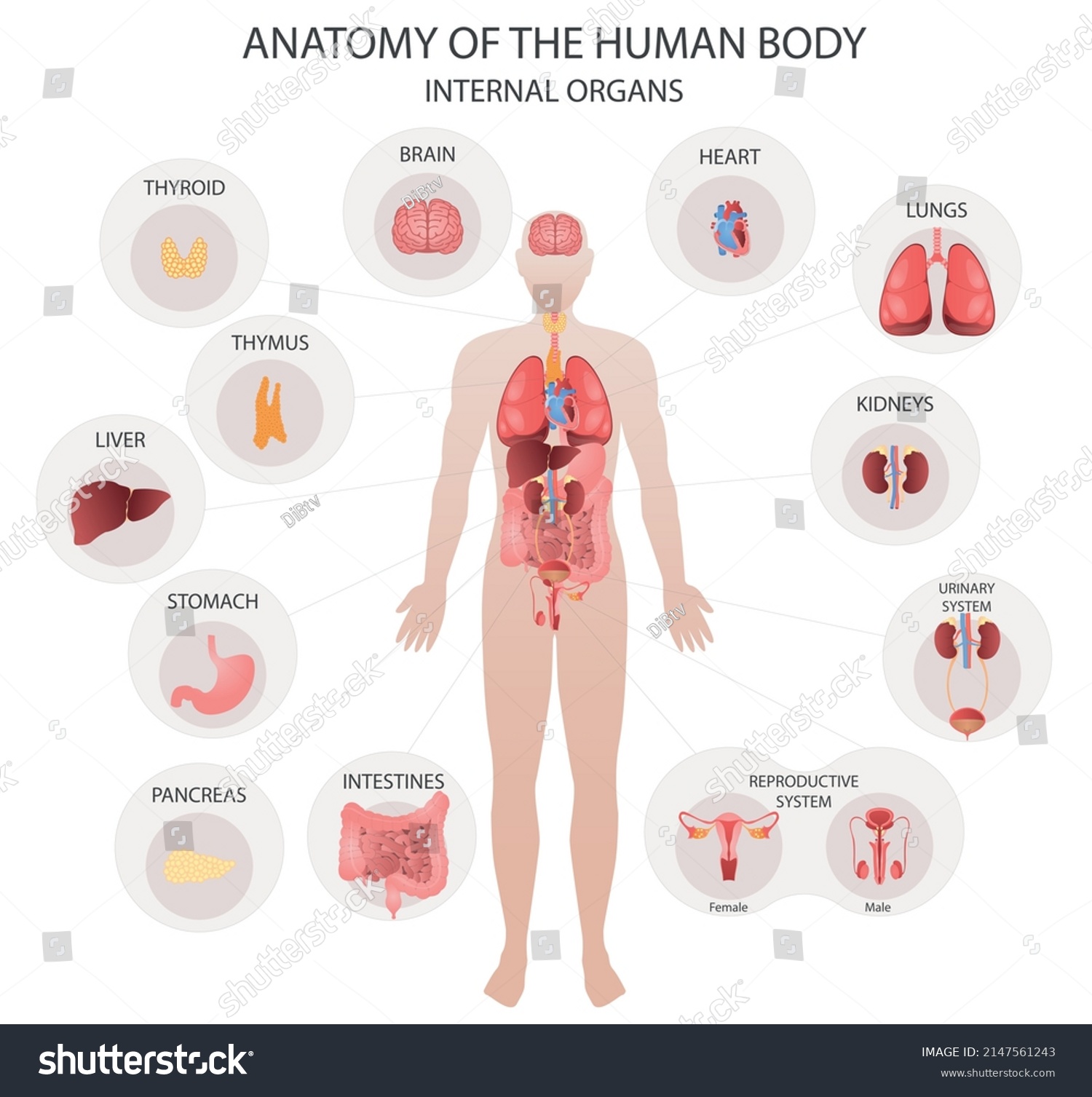 Human Internal Organs Diagram Infographic Scheme Stock Vector (Royalty ...