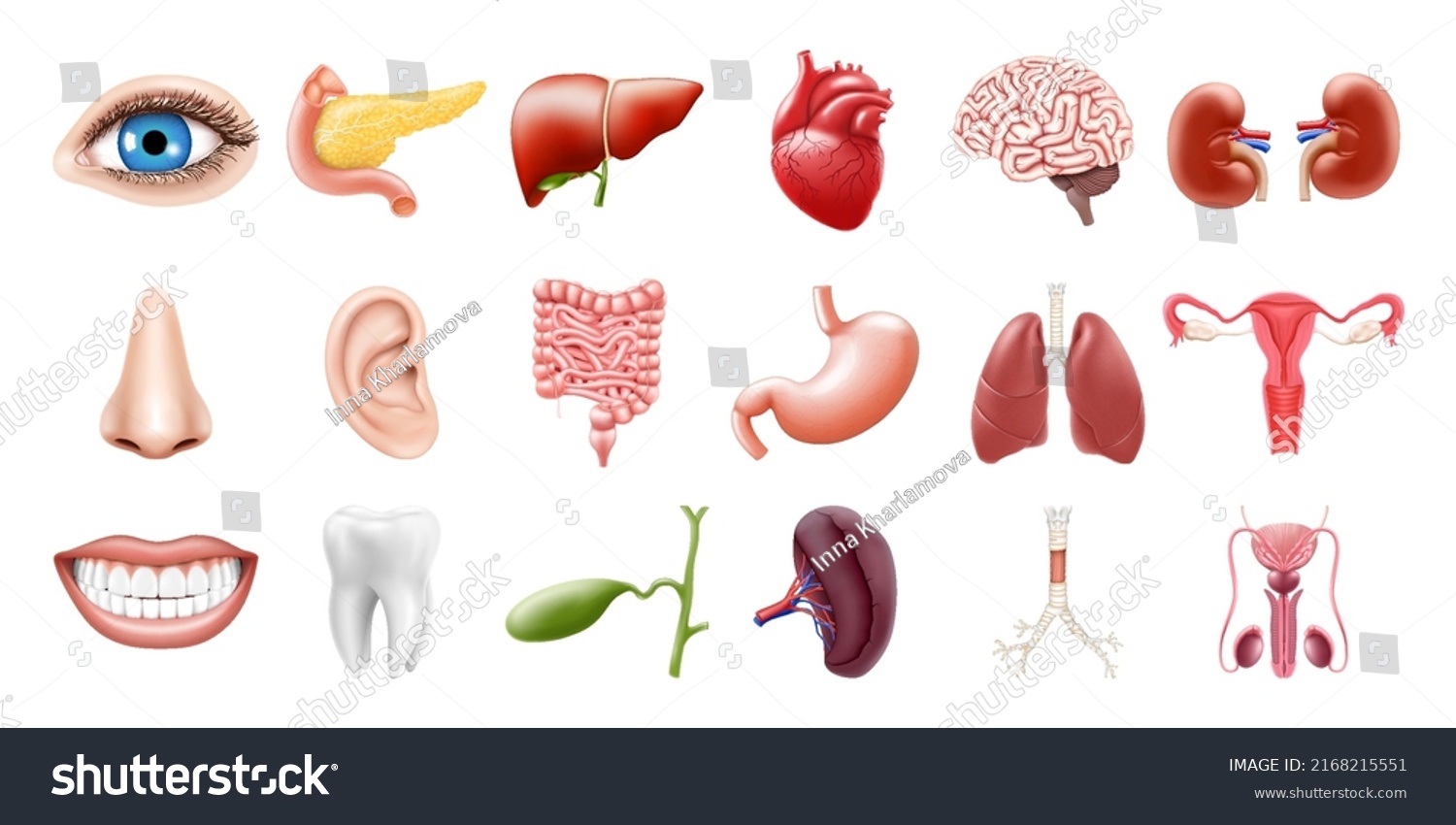 Human Internal Organs Isolated On White Stock Vector (Royalty Free ...