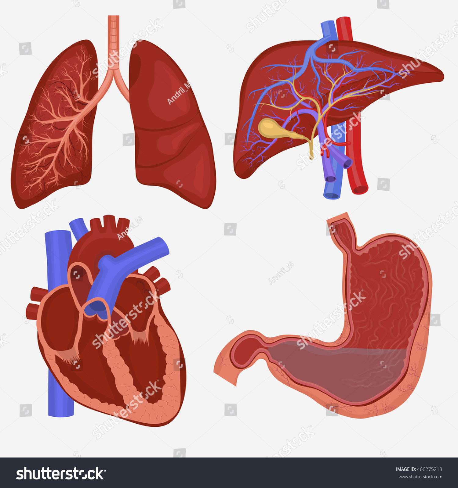 Human Internal Organs Set  Lungs  Liver  Stomach And Heart