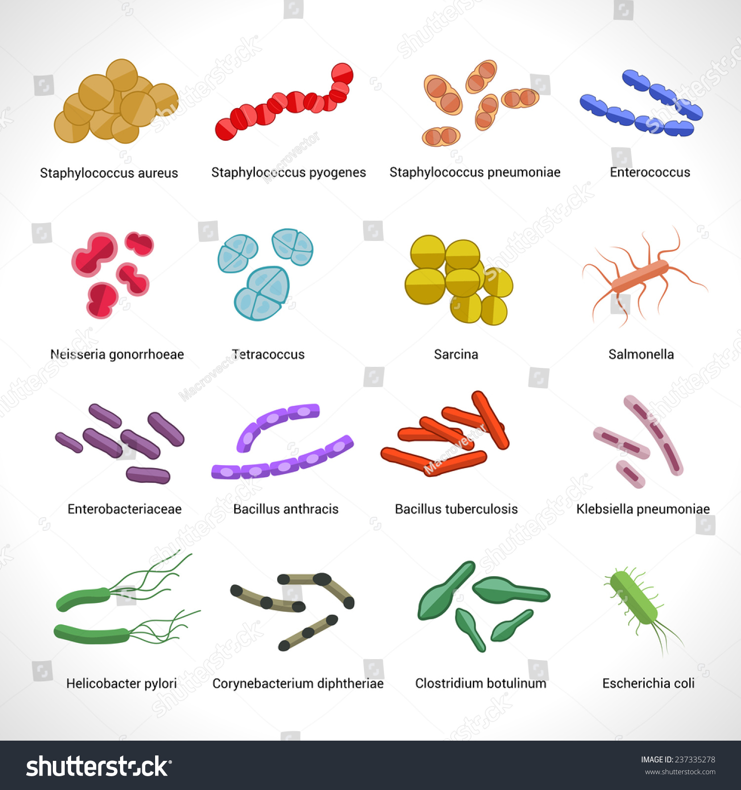 Human Intestinal And Lungs Inflammatory Diseases Bacteria Colony Icons ...