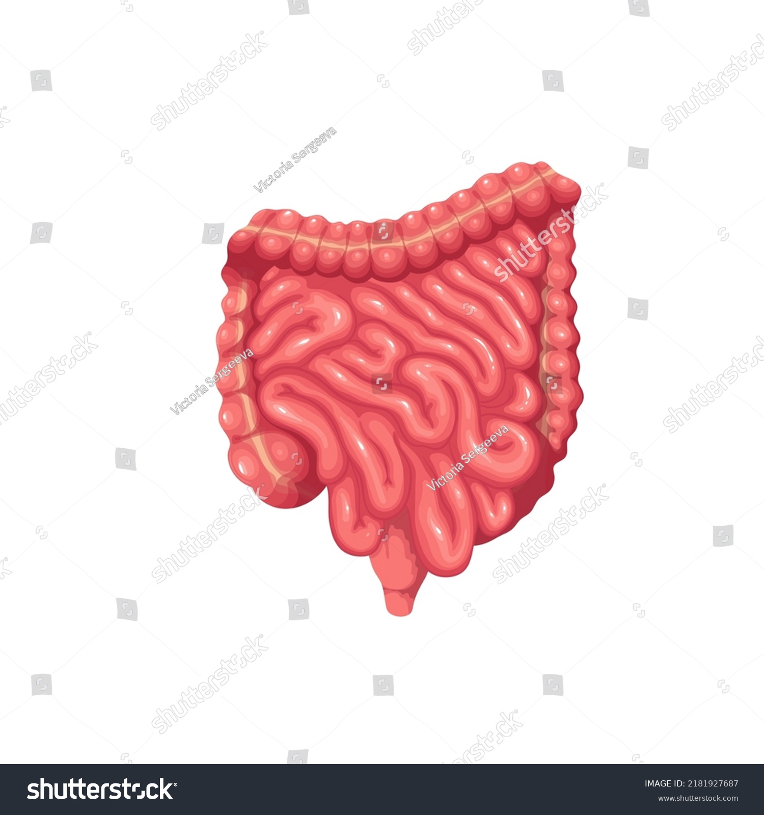 Human Intestines Digestive System Vector Illustration Stock Vector ...