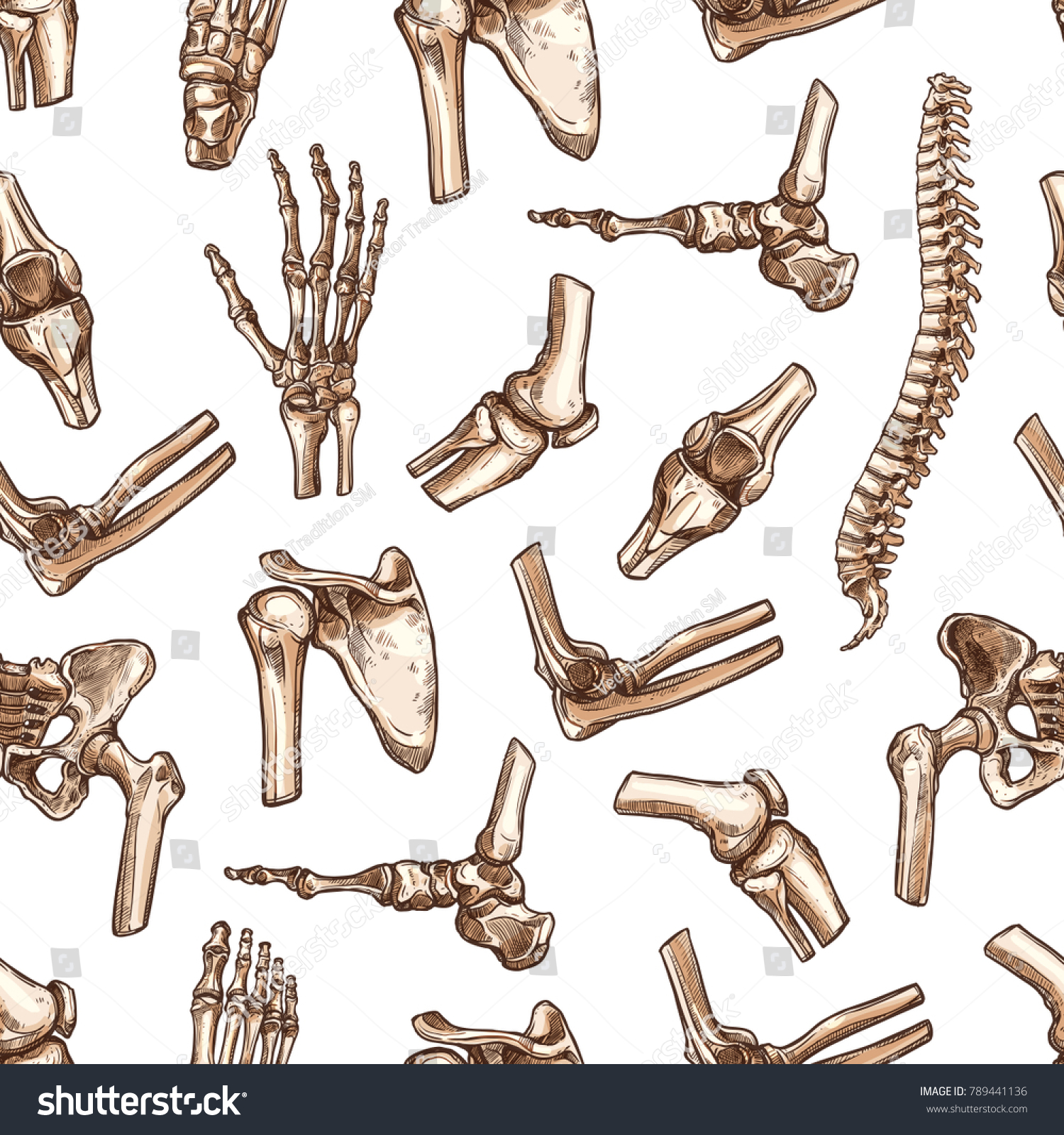 Human Joints Body Parts Bones Seamless Stock Vector (Royalty Free ...