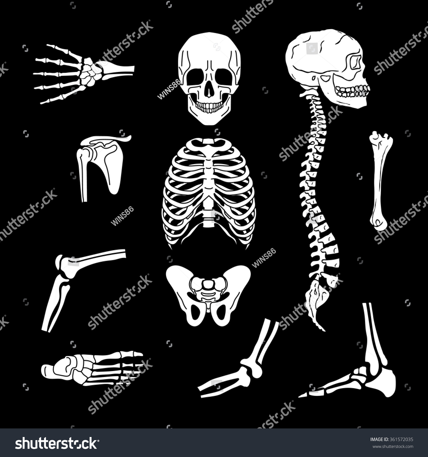 Human Joints Vector Set Orthopedic Spine Stock Vector 361572035 ...