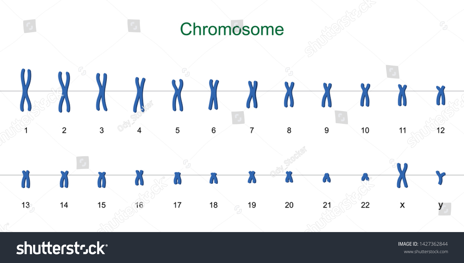 Human Karyotype Autosomes Sex Chromosome Vetor Stock Livre De Direitos 1427362844 Shutterstock 1155