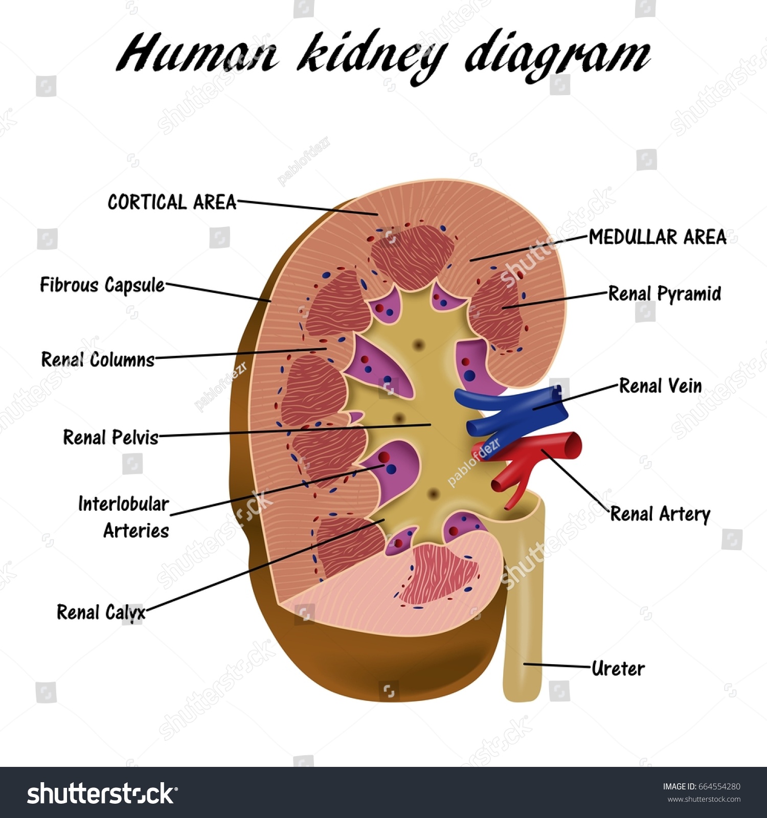 Human Kidney Diagram Stock Vector 664554280 - Shutterstock