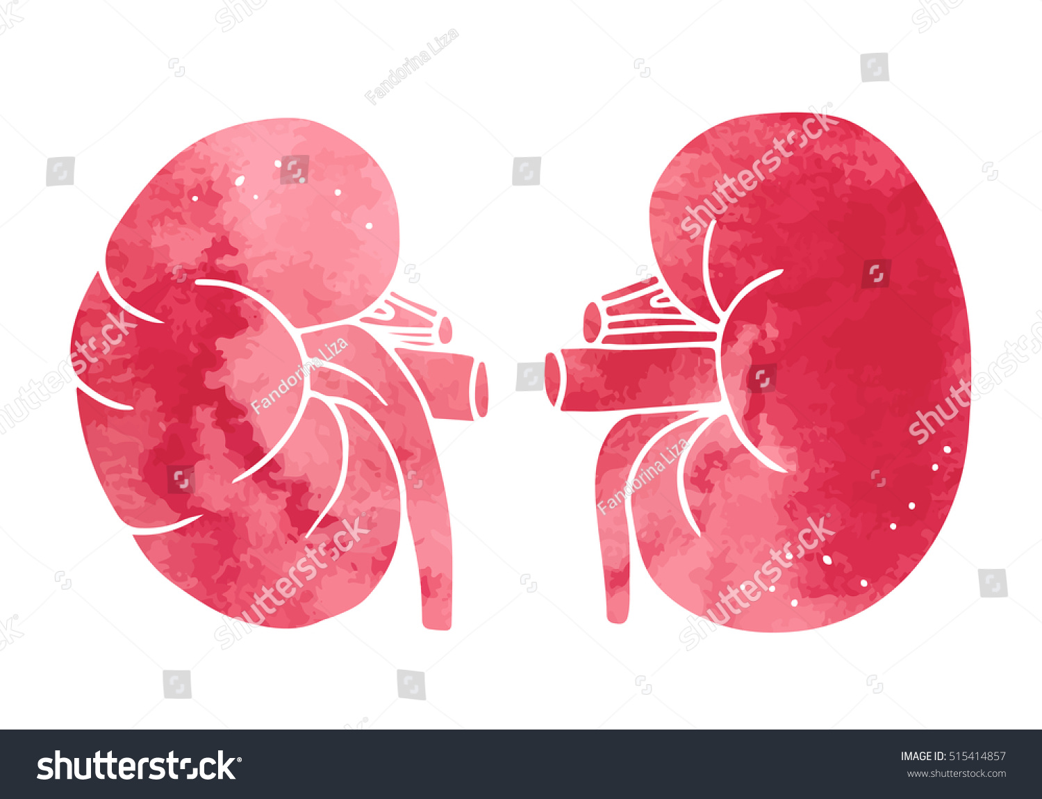 Human Kidneys Anatomy Illustration Vector Watercolor Stock Vector ...