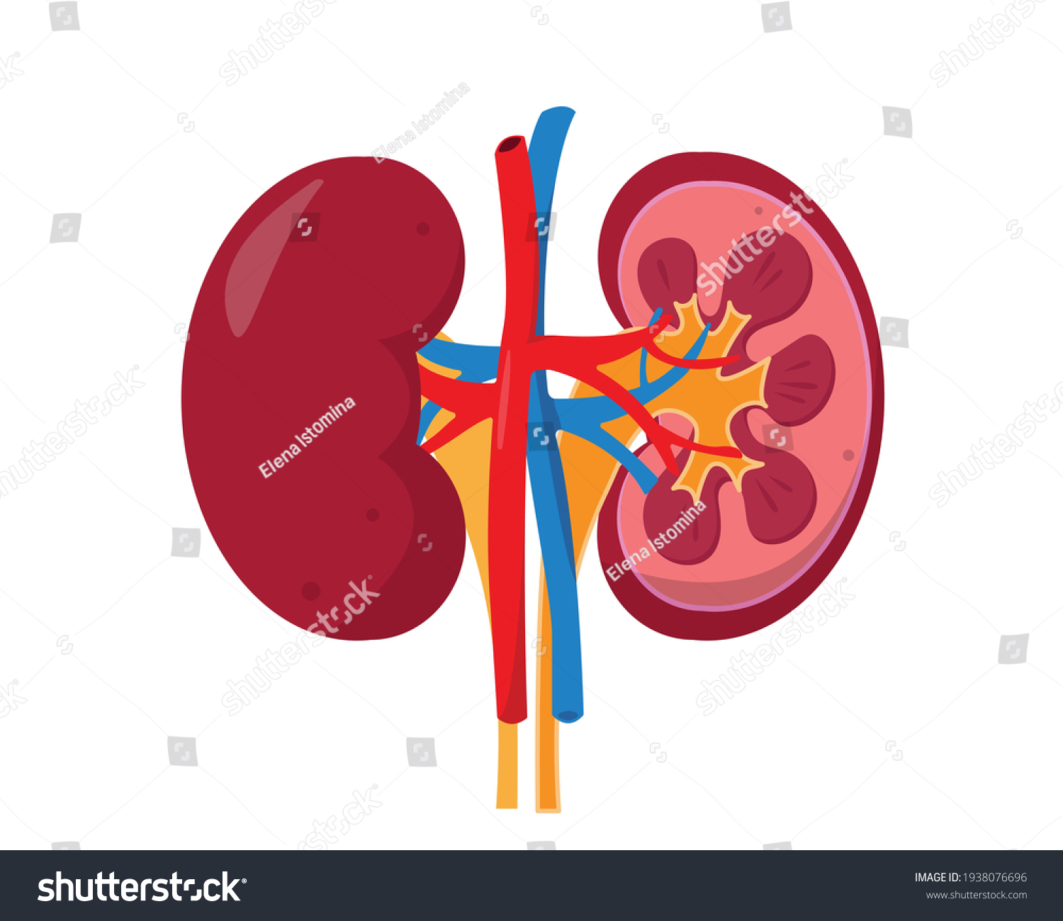 5,635 Kidney shape Stock Vectors, Images & Vector Art | Shutterstock