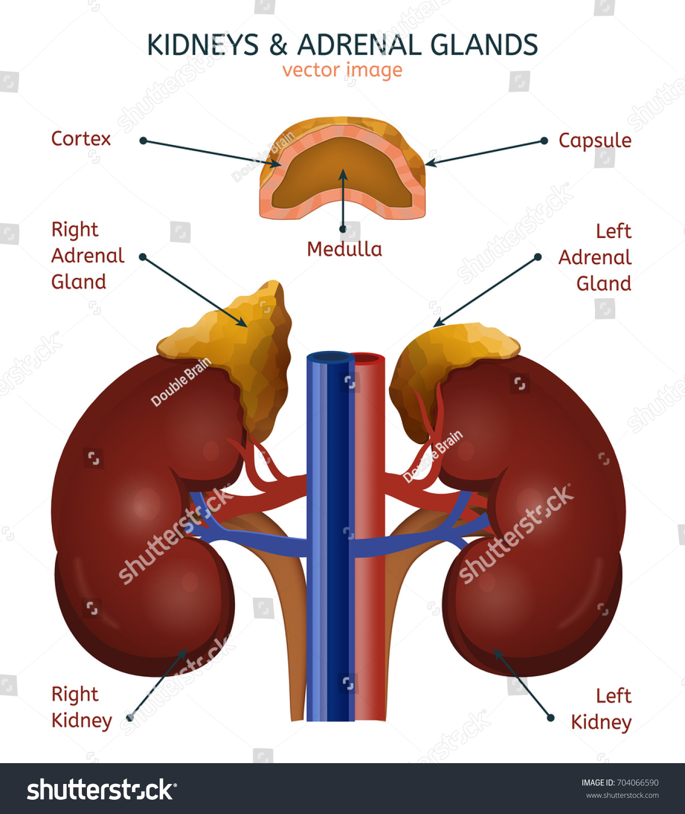 1,914 Adrenal glands vector Images, Stock Photos & Vectors | Shutterstock