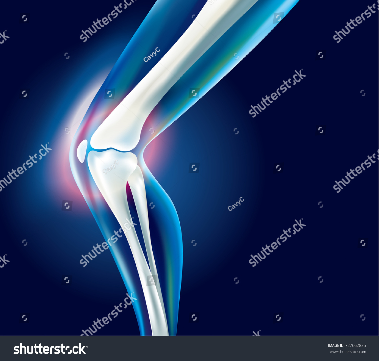 Human Leg Bones Stock Vector (Royalty Free) 727662835