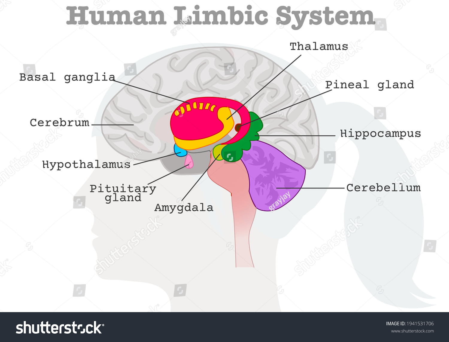 SVG of Human limbic system components diagram. Paleo mammalian cortex. Female head silhouette, brains cross section. Cerebrum, Cerebellum, Hypothalamus, thalamus, amygdala basal ganglia. Xray graphic Vector svg