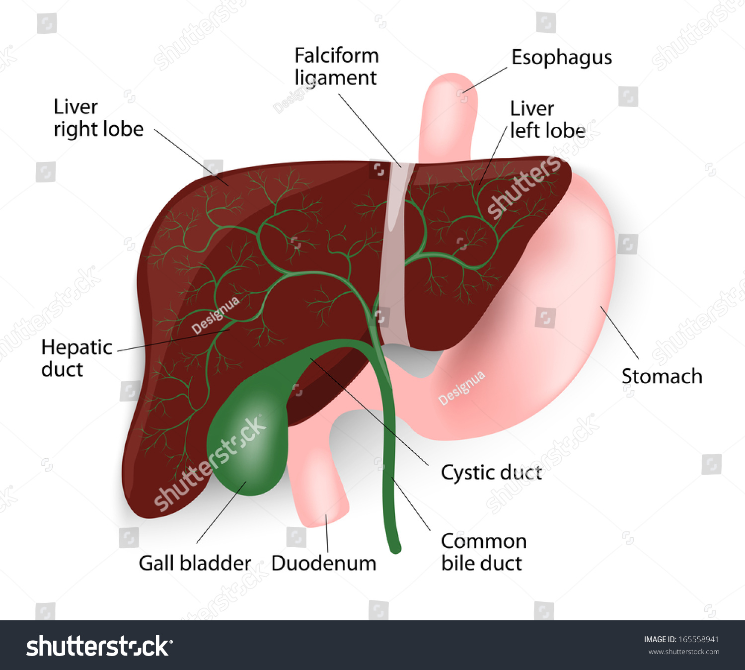 Human Liver Anatomy Liver Gallbladder Esophagus Stock Vector 165558941 ...
