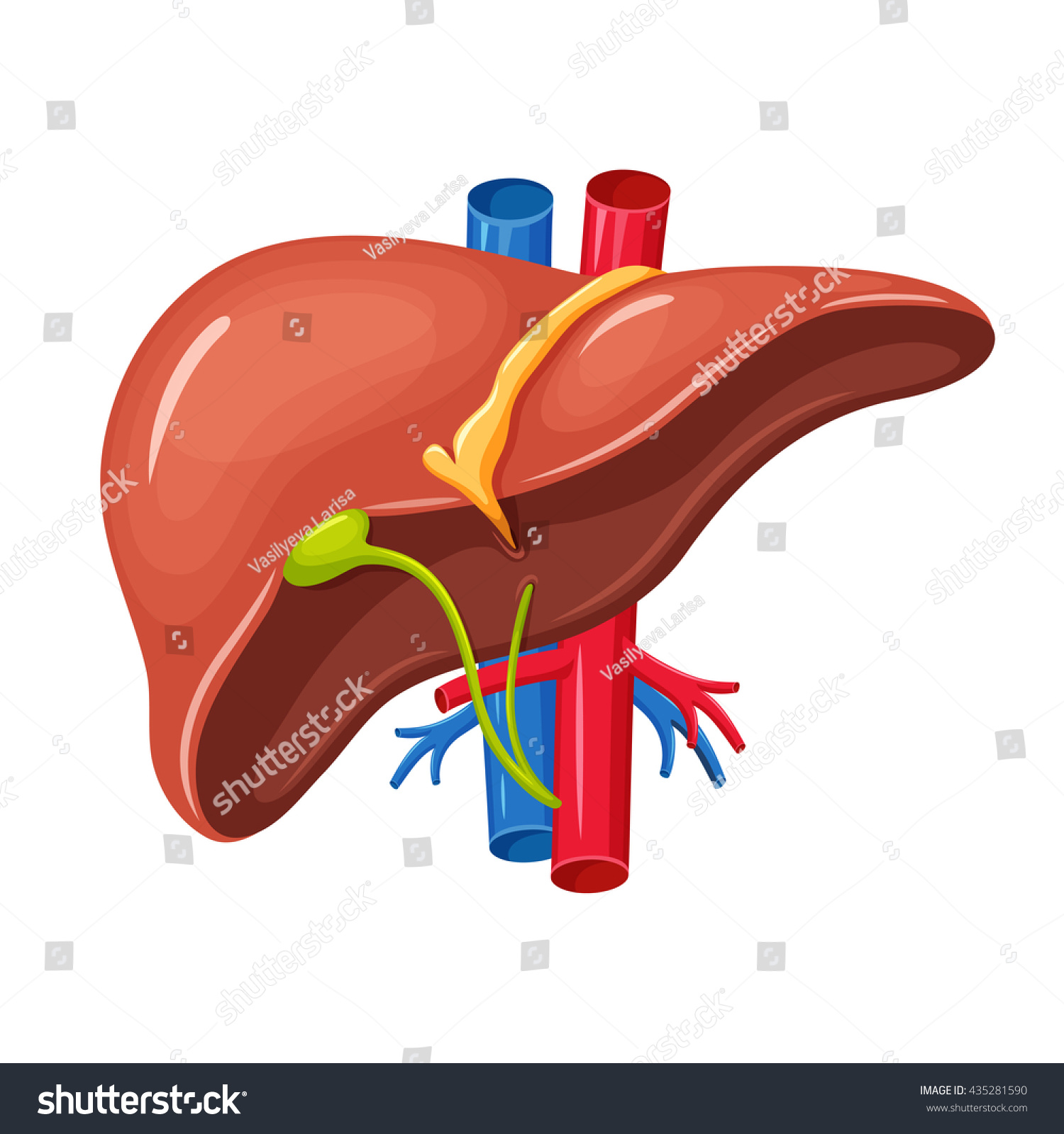 人の肝臓の解剖学 医学のベクターイラスト 内臓 胆嚢 大動脈 門脈 肝管 教育のイラスト のベクター画像素材 ロイヤリティフリー