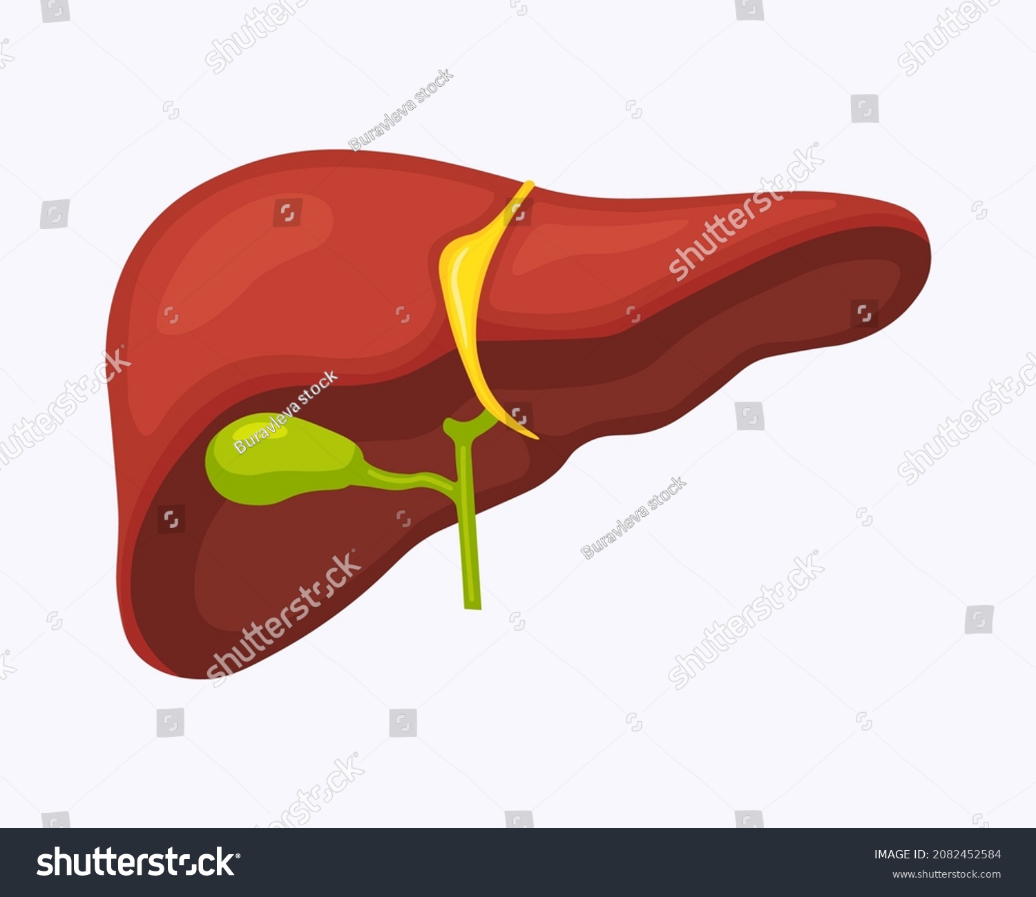 Human Liver Anatomy Structure Hepatic Organ Stock Vector Royalty Free 2082452584 Shutterstock 2252