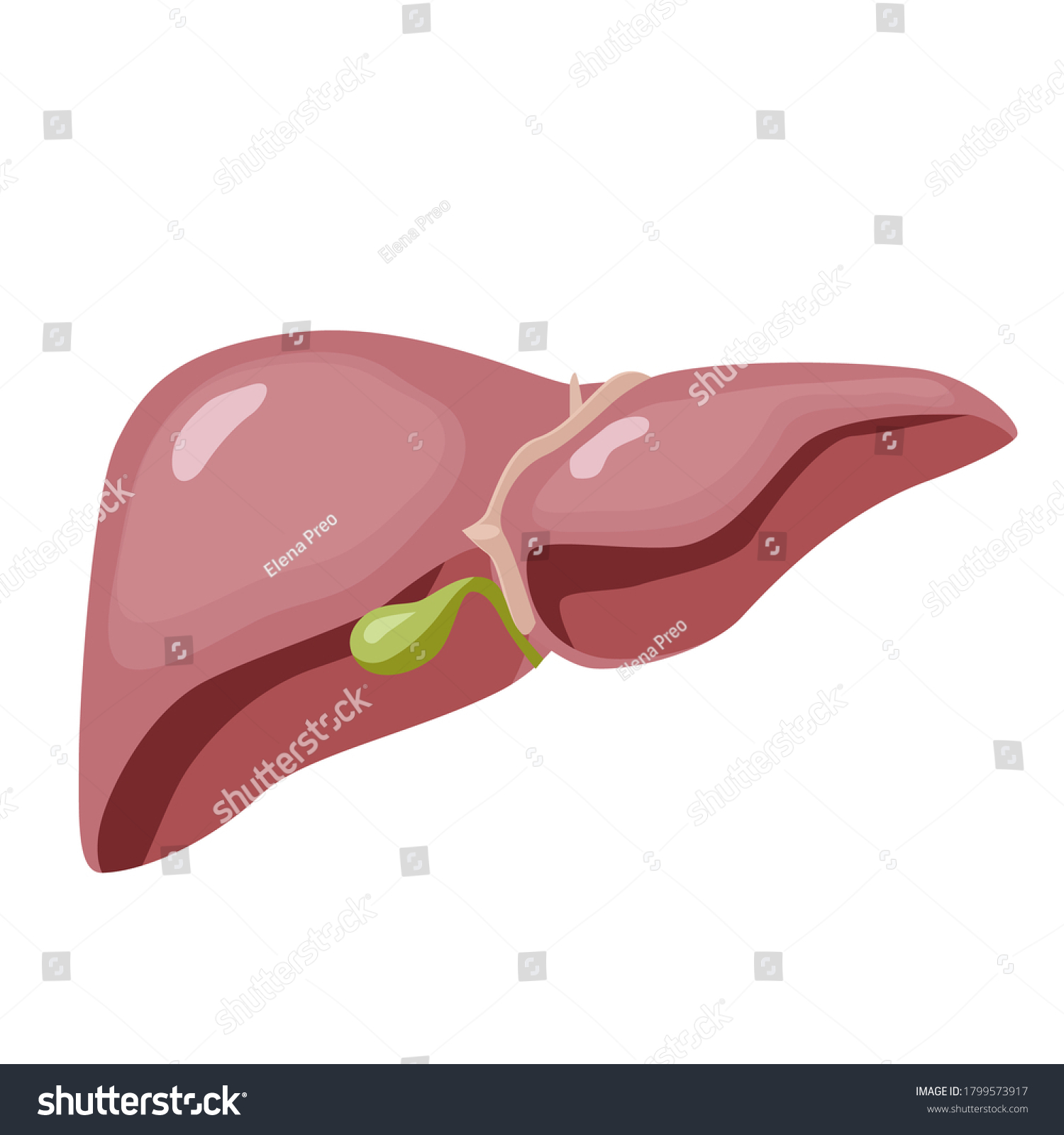 Human Liver Anatomy Structure Internal Organs Stock Vector (Royalty ...