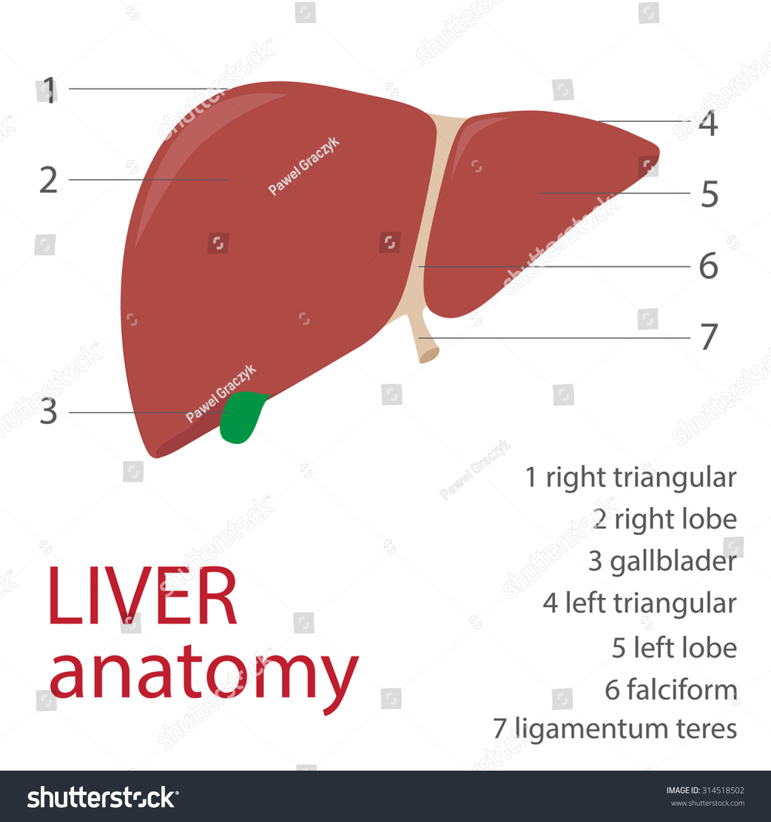 Human Liver Anatomy Description Vector Format Stock Vector 314518502