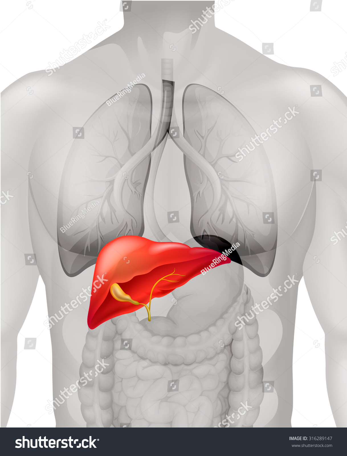 Human Liver Body Illustration Stock Vector (Royalty Free) 316289147 ...