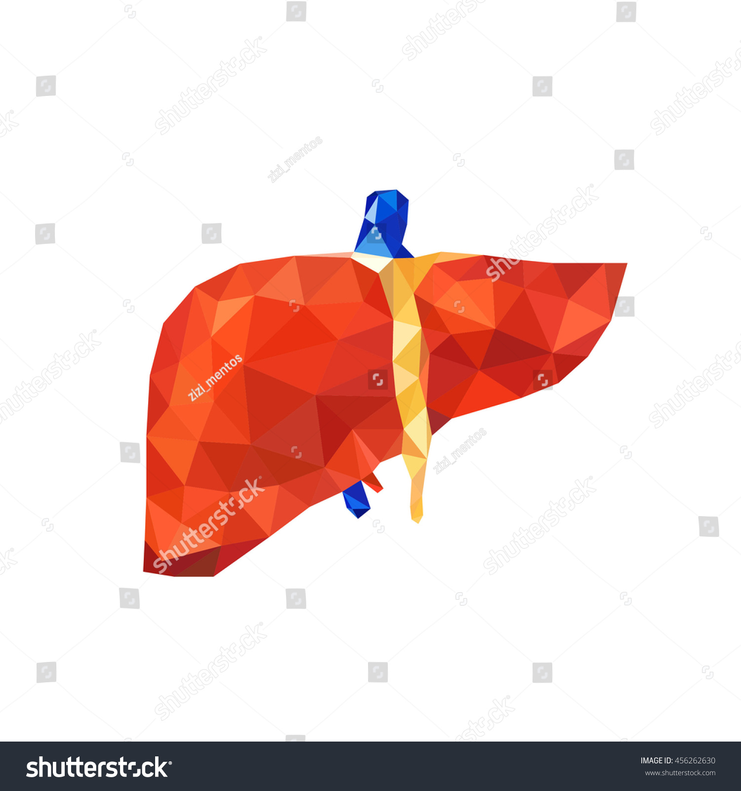 human liver clipart - photo #24