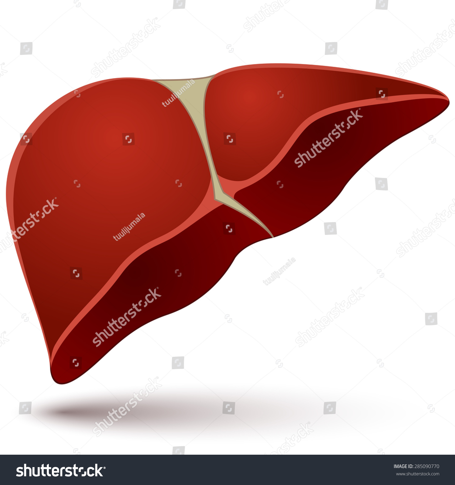 Human Liver Vector Illustration Isolated On White Background ...