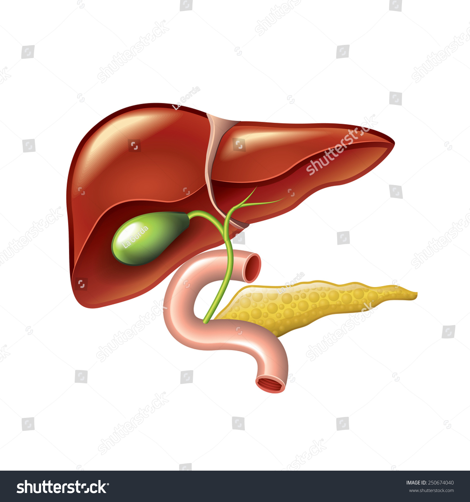 Human Liver Gallbladder Duodenum Pancreas Isolated Stock Vector ...