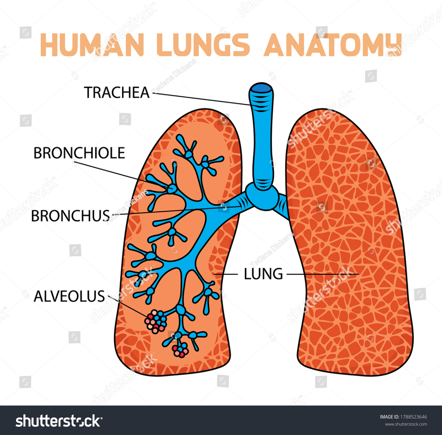 Human Lungs Anatomy Diagram Vector Illustration Stock Vector (Royalty ...