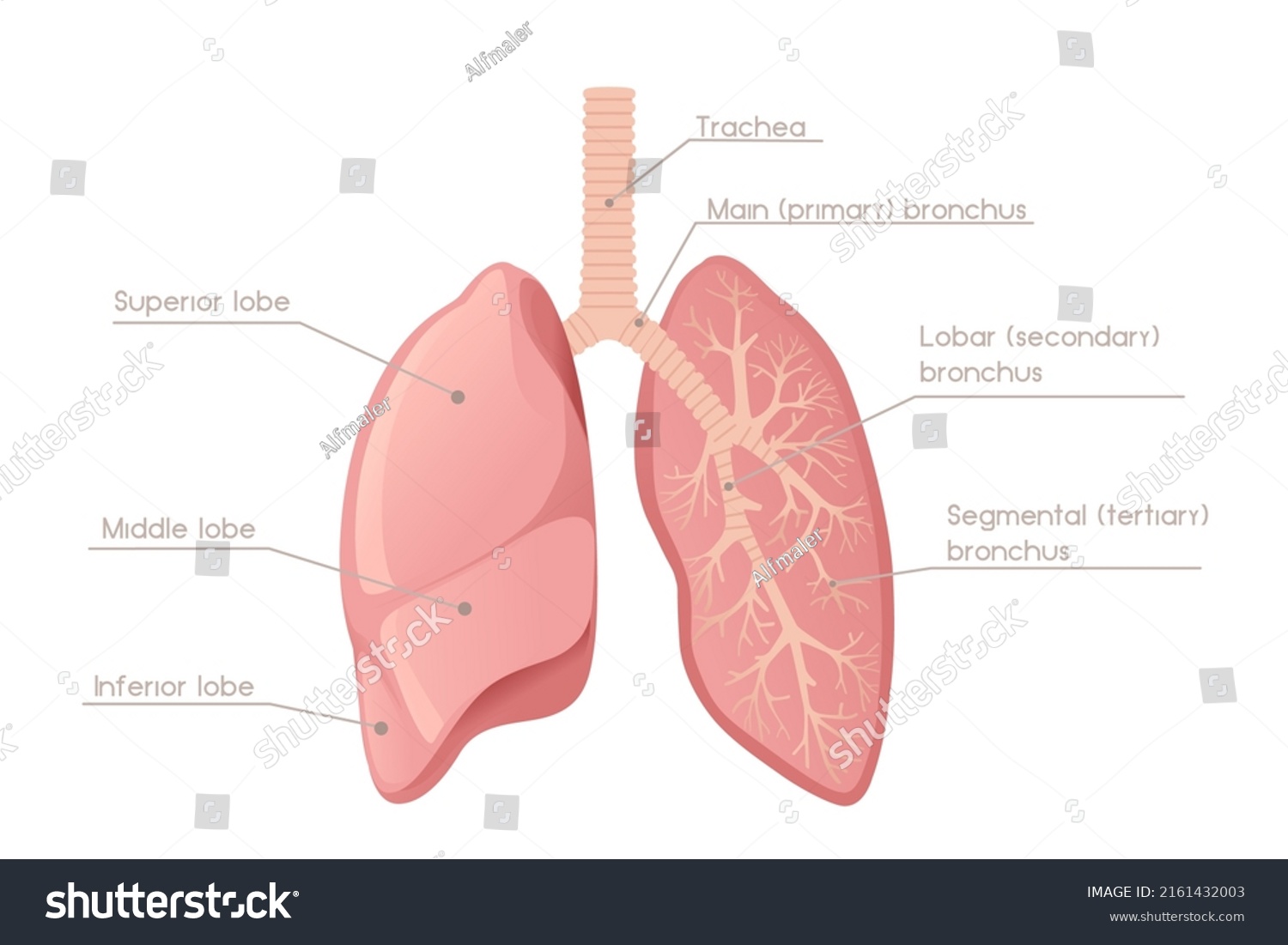 Human Lungs Cartoon Design Human Anatomy Stock Vector (Royalty Free ...