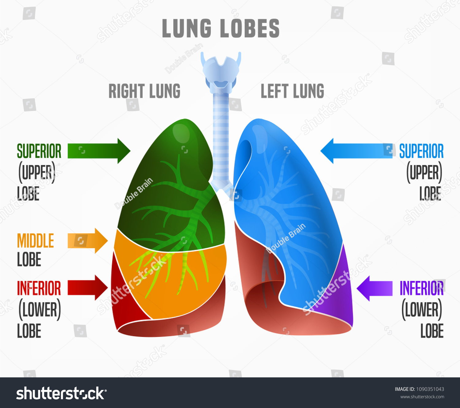 5,465 The Lobes Of The Lungs Images, Stock Photos & Vectors | Shutterstock