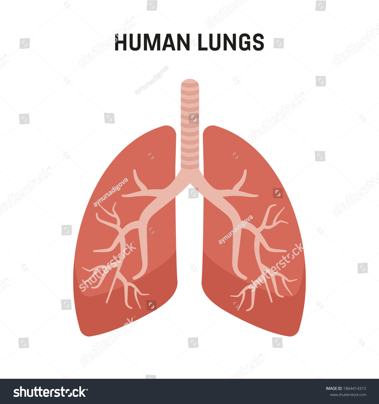 Human Lungs Medical Symbols Human Lungs Stock Vector (Royalty Free ...