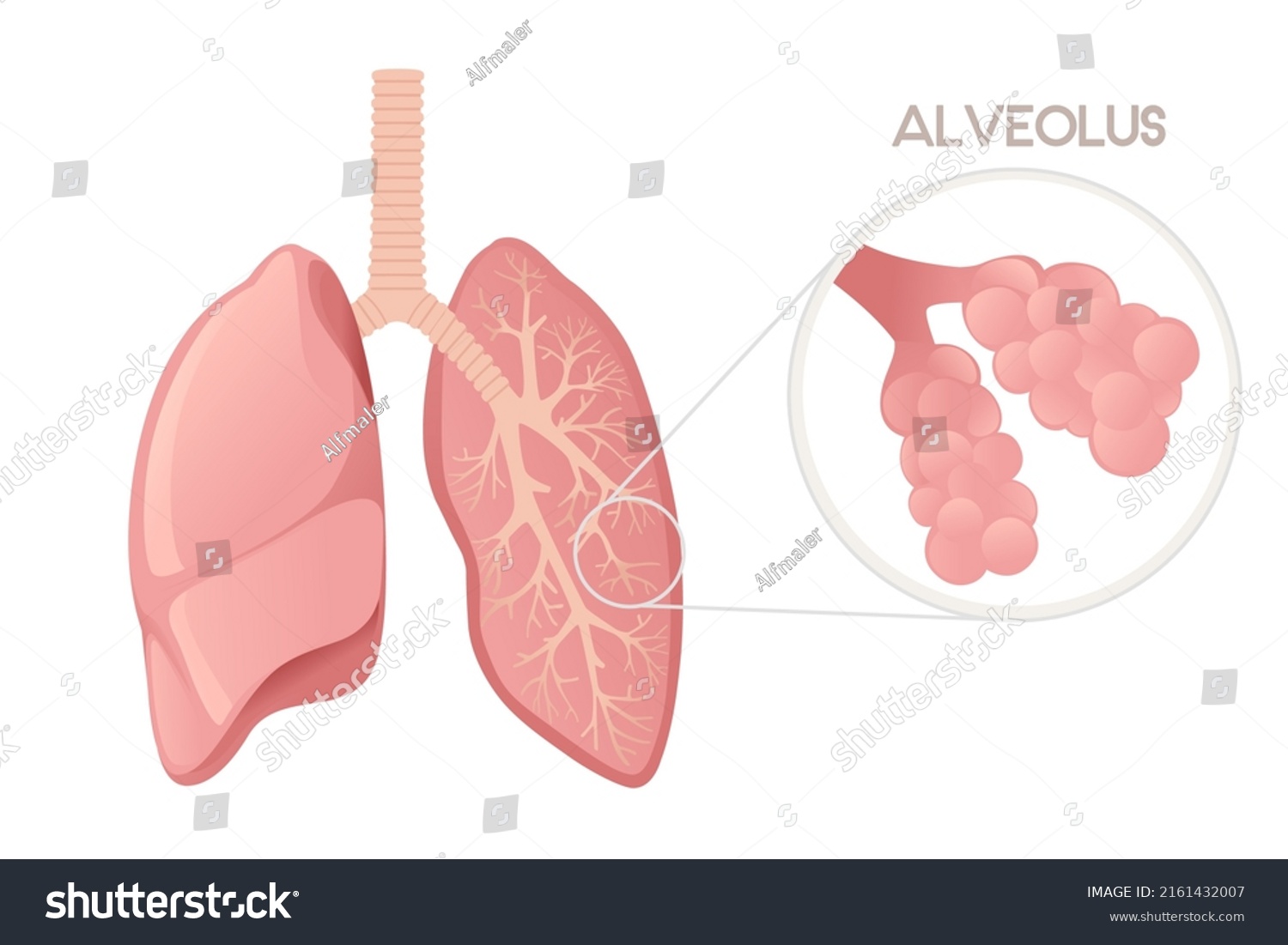 Human Lungs Alveoli Cartoon Design Human Stock Vector (Royalty Free ...