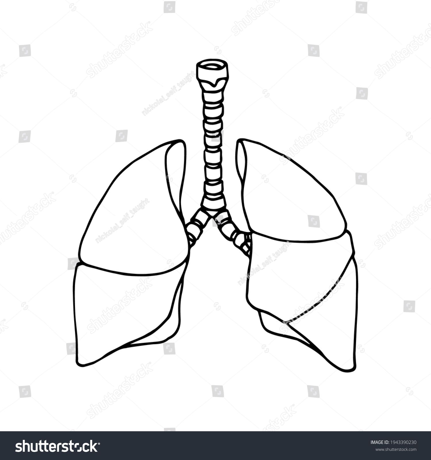 121,300 Human lung Images, Stock Photos & Vectors | Shutterstock