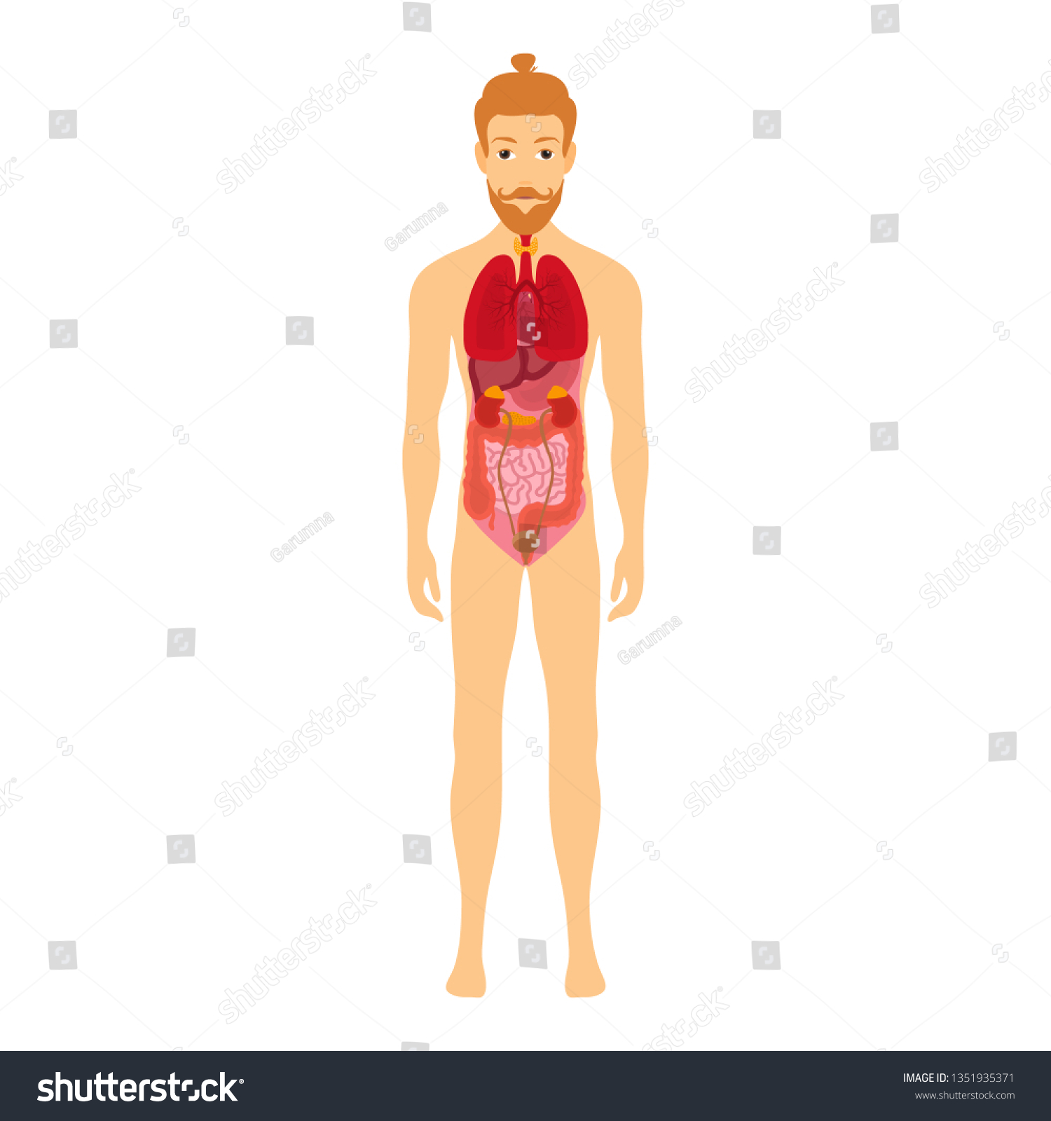 Vektor Stok Human Male Body Internal Organs Schema Tanpa Royalti 1351935371 Shutterstock