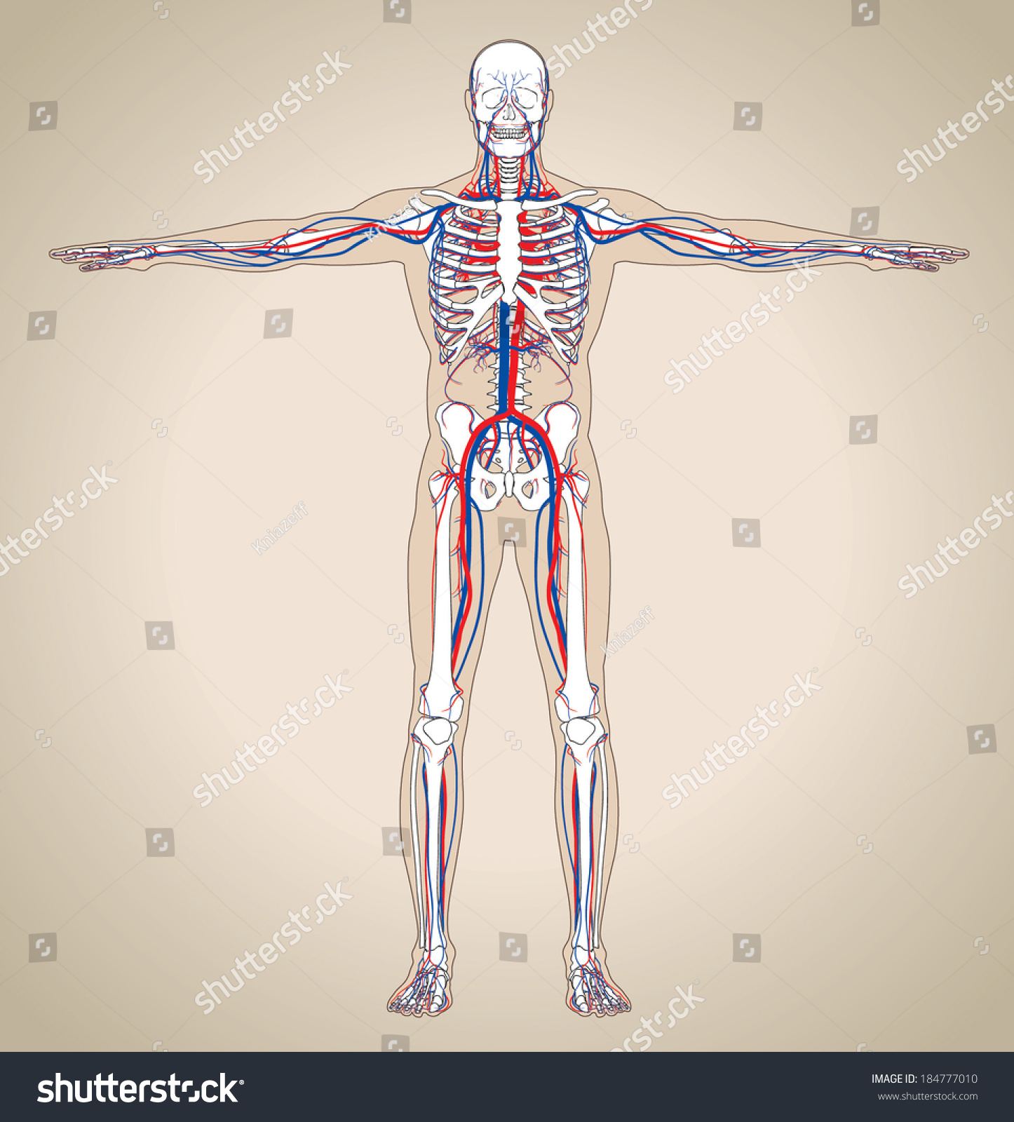 Human Male Circulatory System Vector Illustration