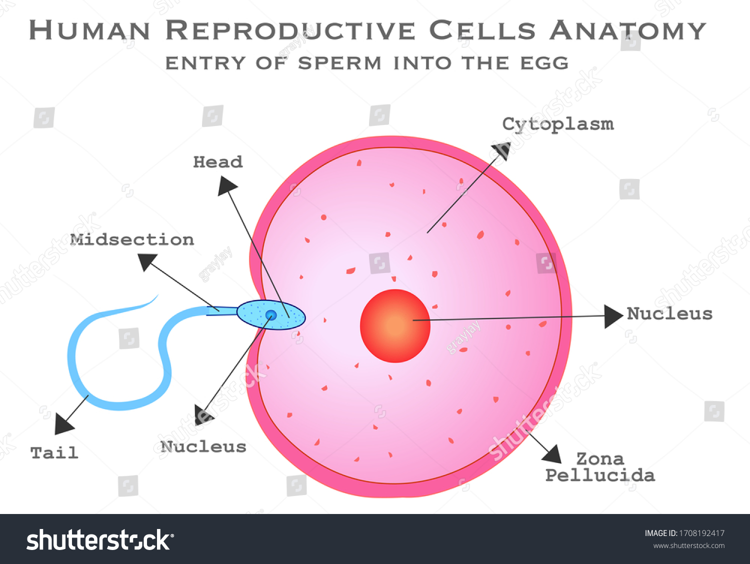 diagramme-de-cellules-reproductrices-m-les-humains-image-vectorielle