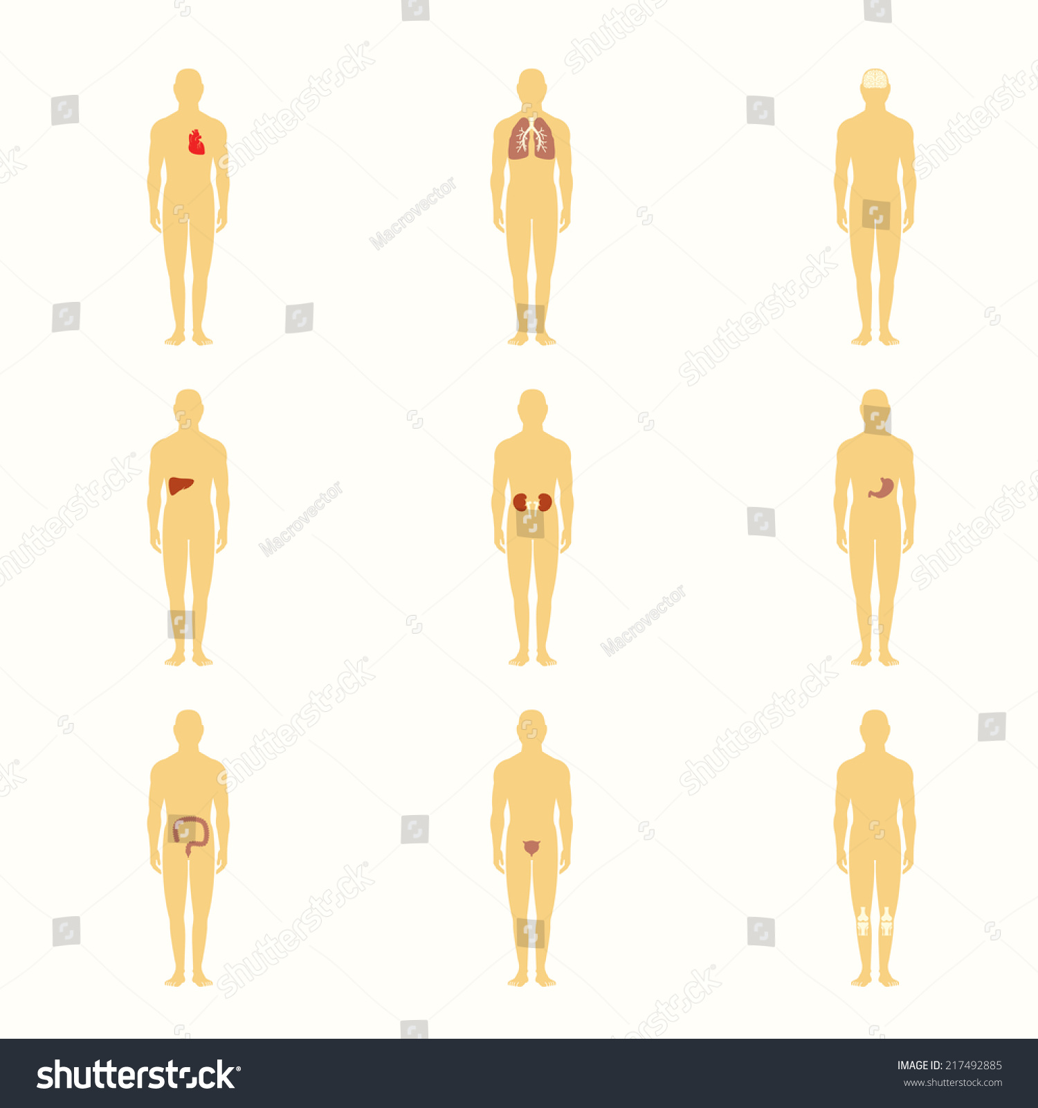 Human Male Silhouette Figures With Internal Organs Icons Set Isolated ...