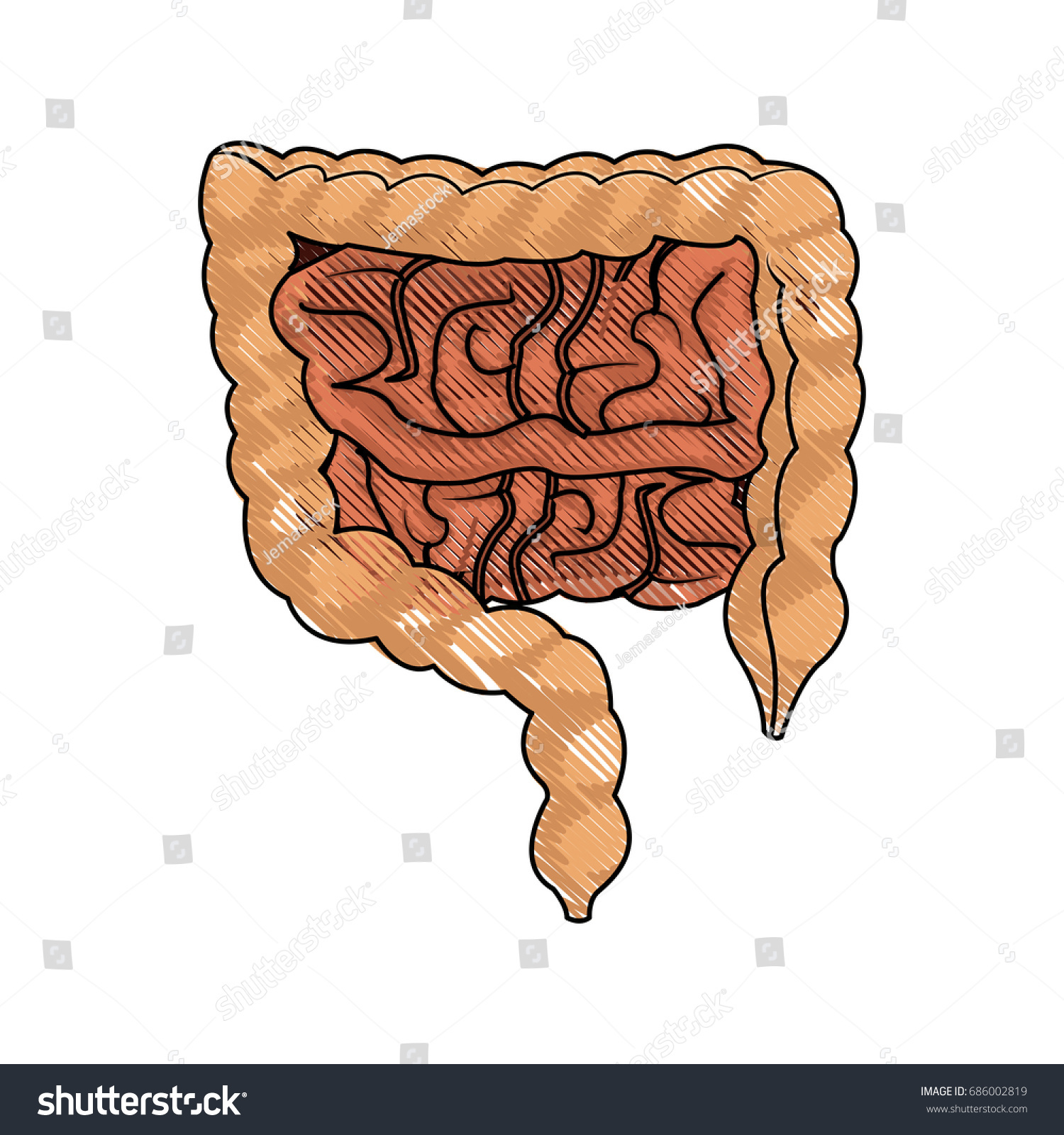 Human Man Body Anatomy Intestines Stock Vector (Royalty Free) 686002819 ...