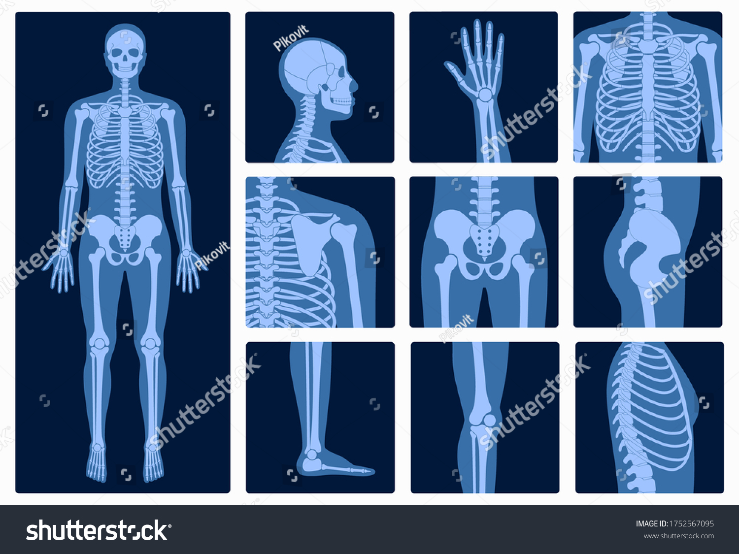 Medical Skeleton Images Stock Photos And Vectors Shutterstock